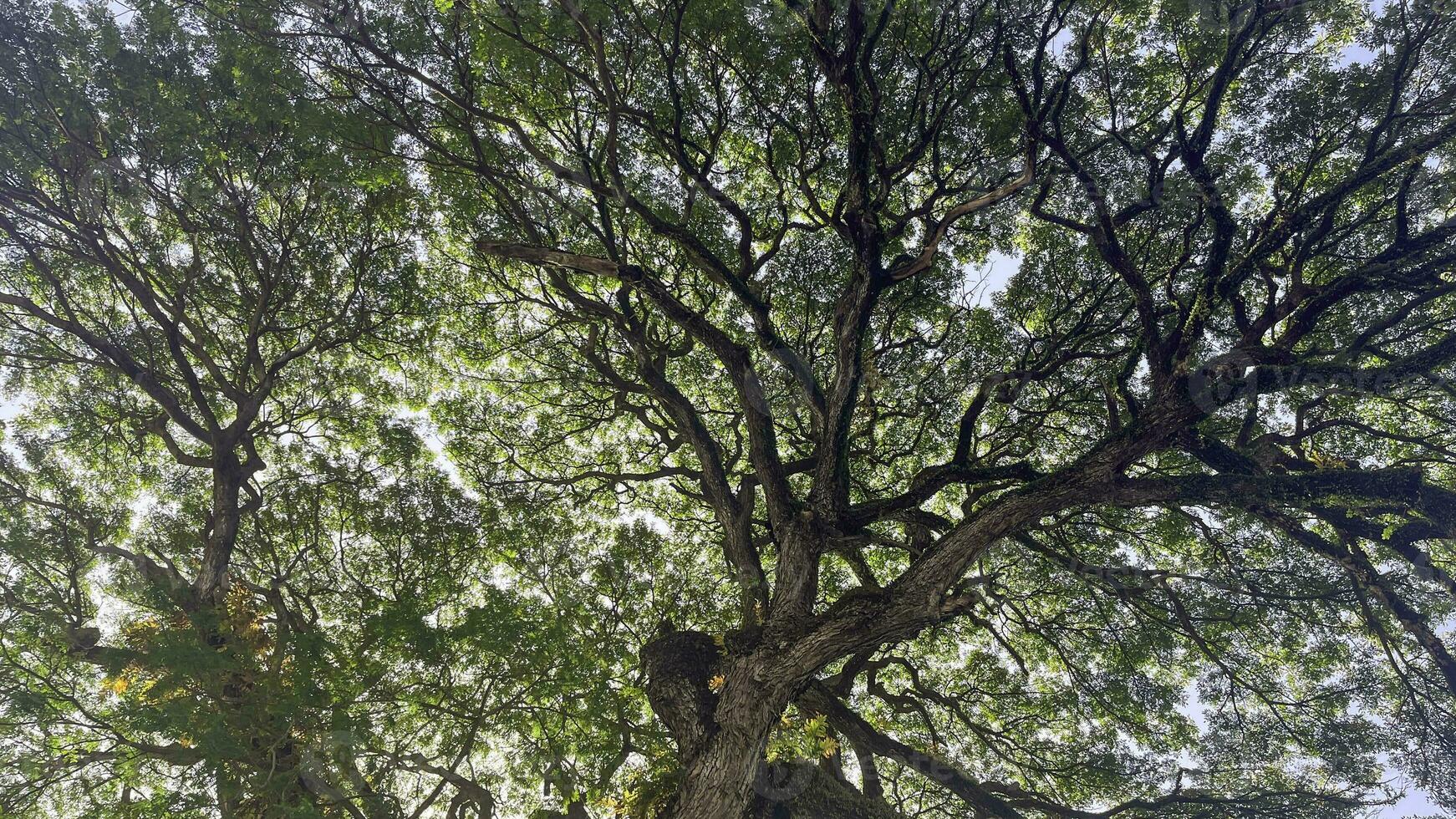 fondo ver arriba de grande avión arboles o platanus en un parque. luz de sol en el árbol corona. naturaleza antecedentes. foto