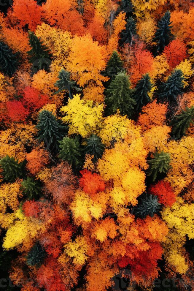 Aerial view of an enchanting autumn forest with vibrant hues of orange, red, and gold photo