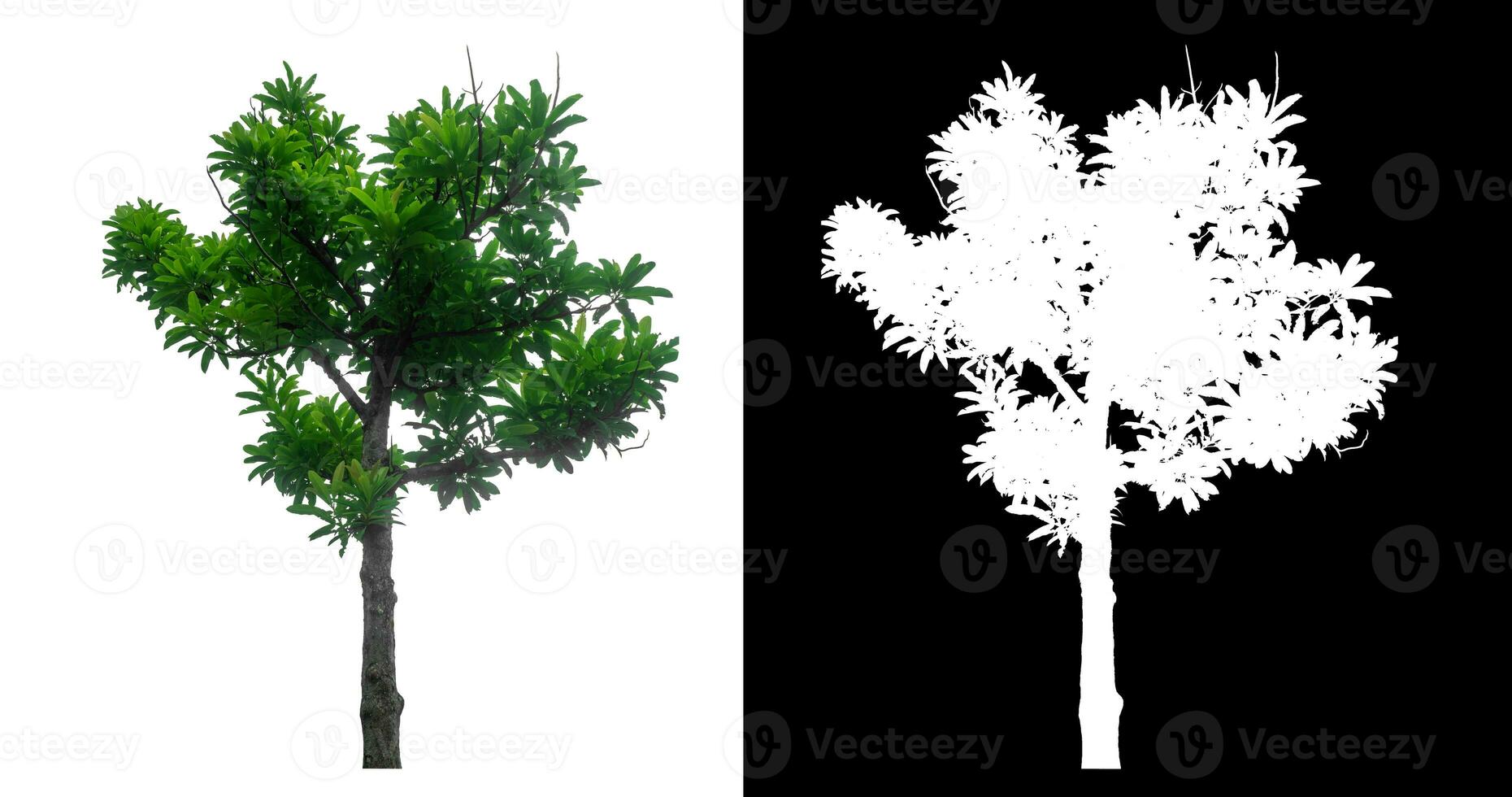 single tree on white background with clipping path and alpha channel on black background. photo