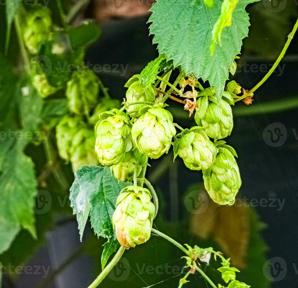 Ripening in autumn of fresh green hop cones on a branch. Used for making beer, bread, in medicine, pharmacology, close-up photo