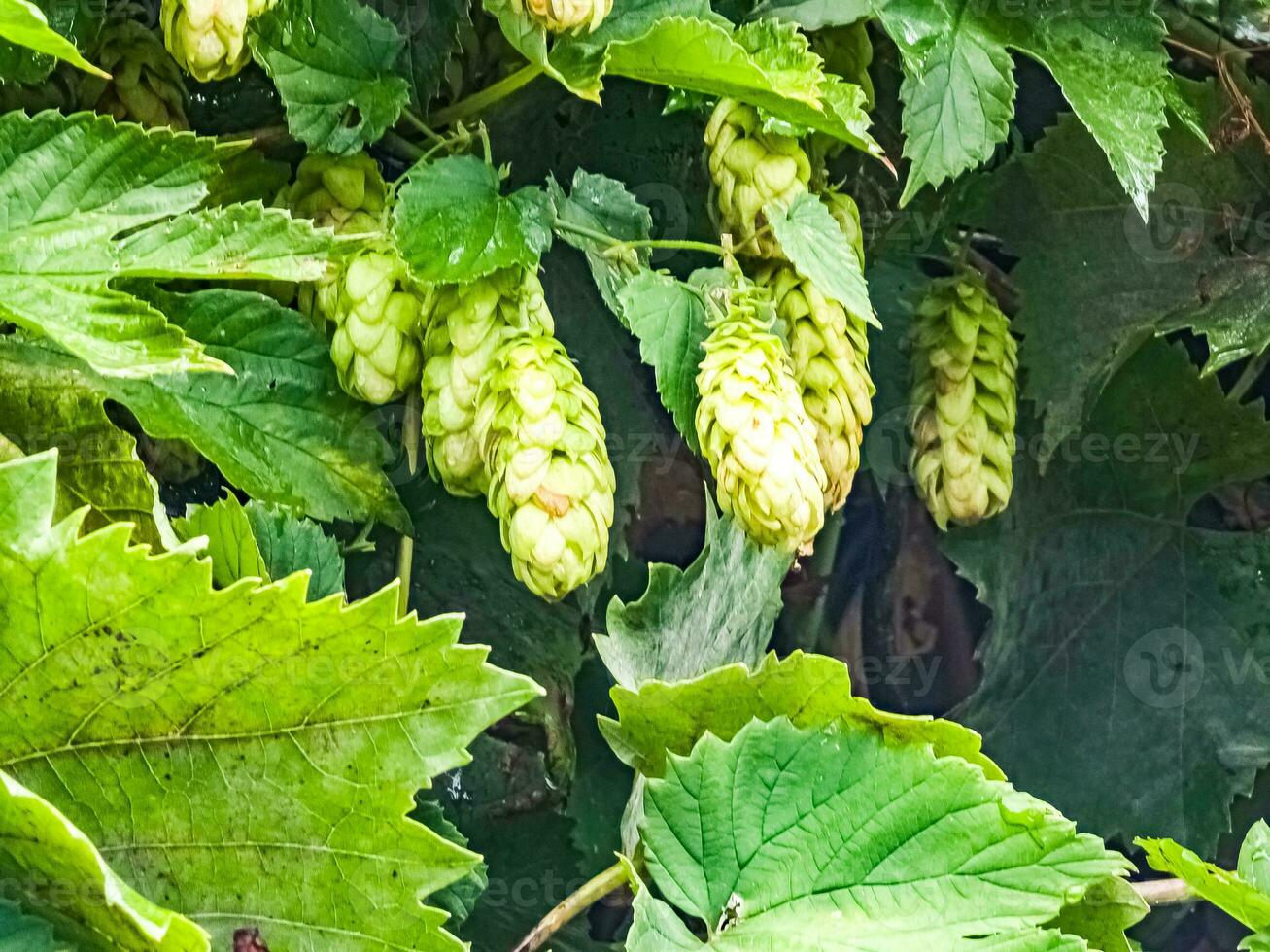 Ripening in autumn of fresh green hop cones on a branch. Used for making beer, bread, in medicine, pharmacology, close-up photo