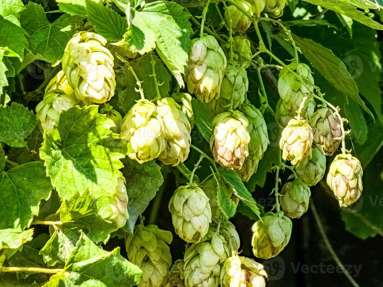 madurez en otoño de Fresco verde salto conos en un rama. usado para haciendo cerveza, pan, en medicamento, farmacología, de cerca foto