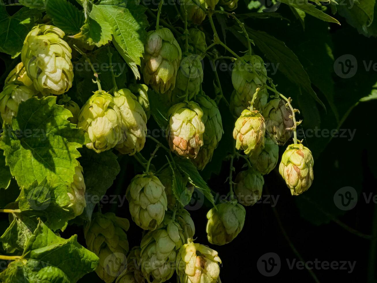 Ripening in autumn of fresh green hop cones on a branch. Used for making beer, bread, in medicine, pharmacology, close-up photo