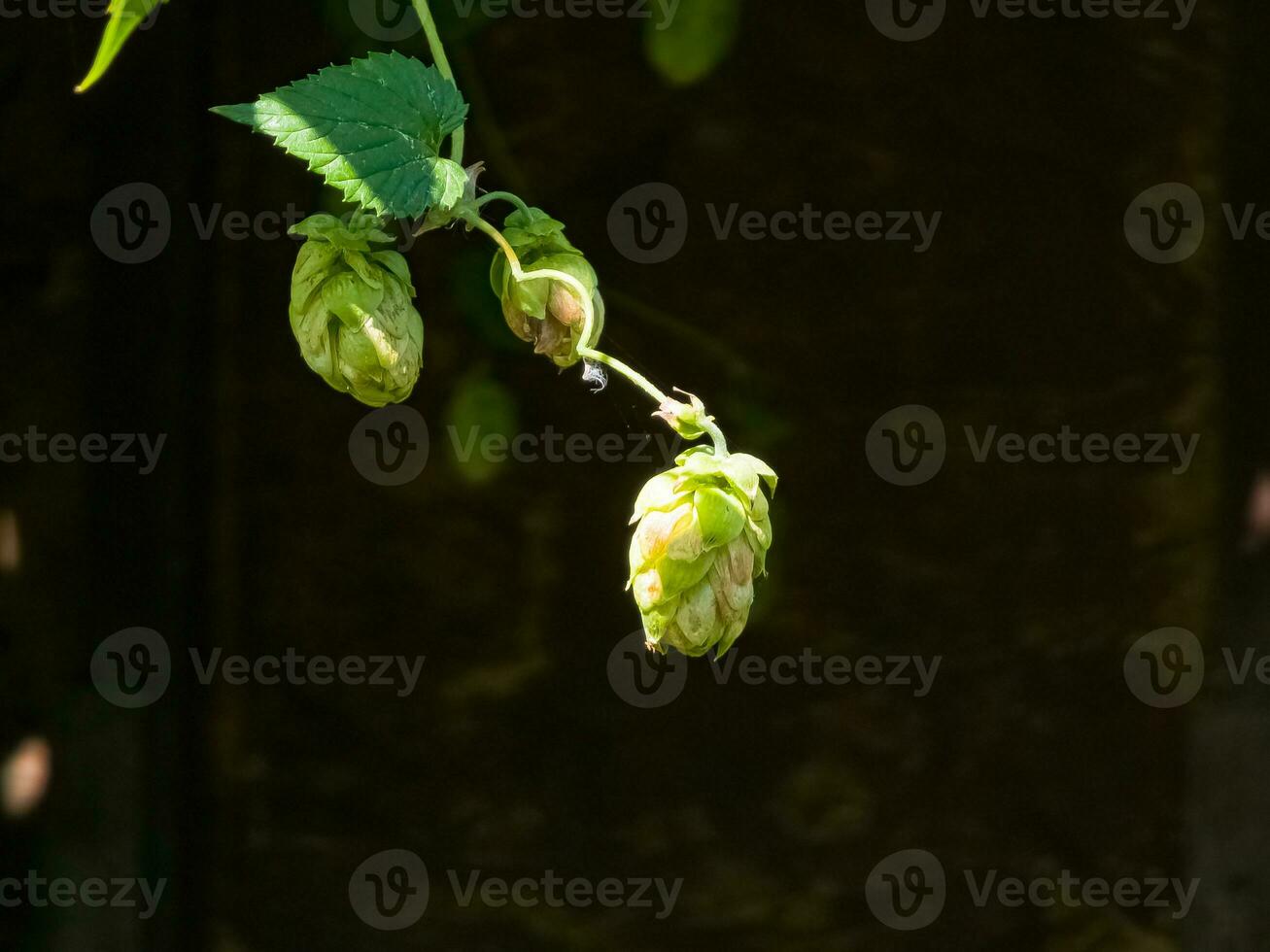 Ripening in autumn of fresh green hop cones on a branch. Used for making beer, bread, in medicine, pharmacology, close-up photo