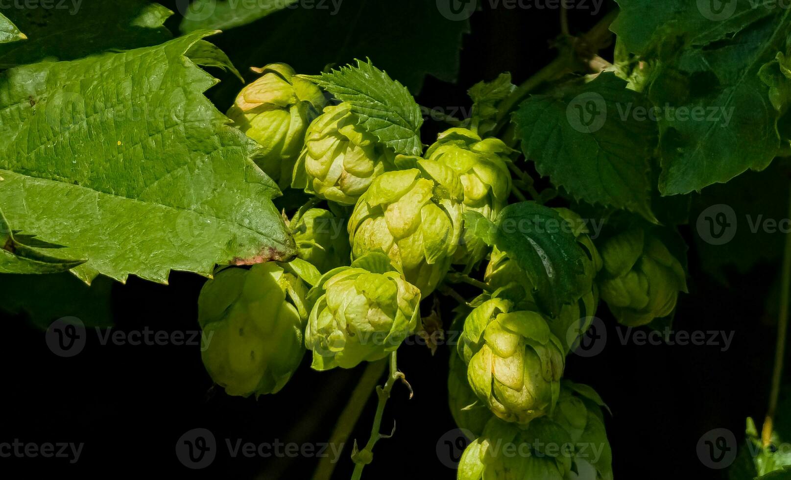 Ripening in autumn of fresh green hop cones on a branch. Used for making beer, bread, in medicine, pharmacology, close-up photo