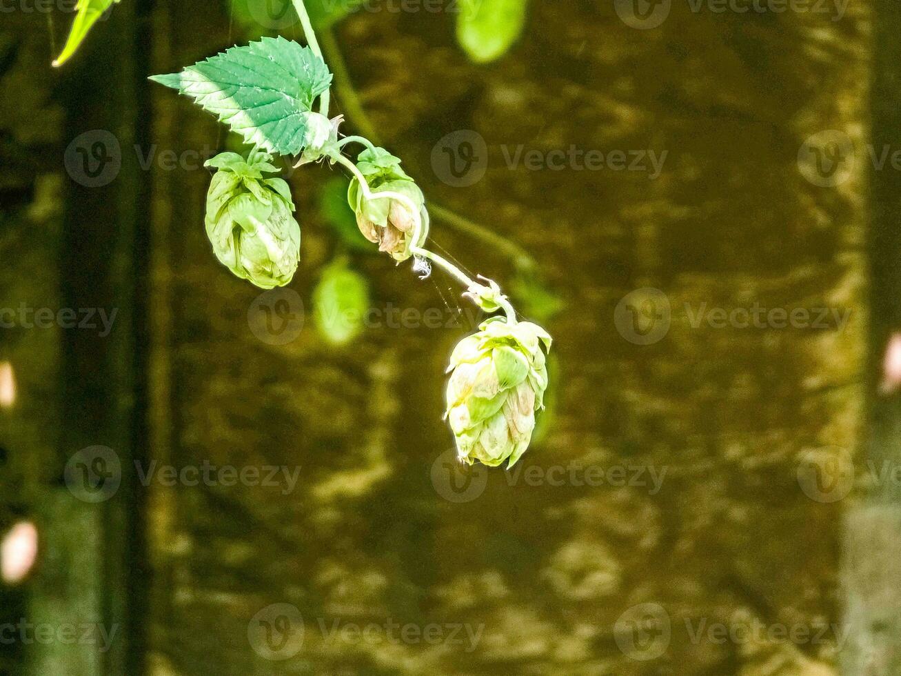 Ripening in autumn of fresh green hop cones on a branch. Used for making beer, bread, in medicine, pharmacology, close-up photo