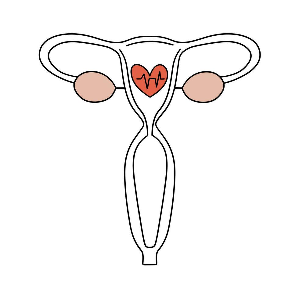 Healthy female reproductive system. The uterus during fertilization, ovulation. Vector illustration in outline style.