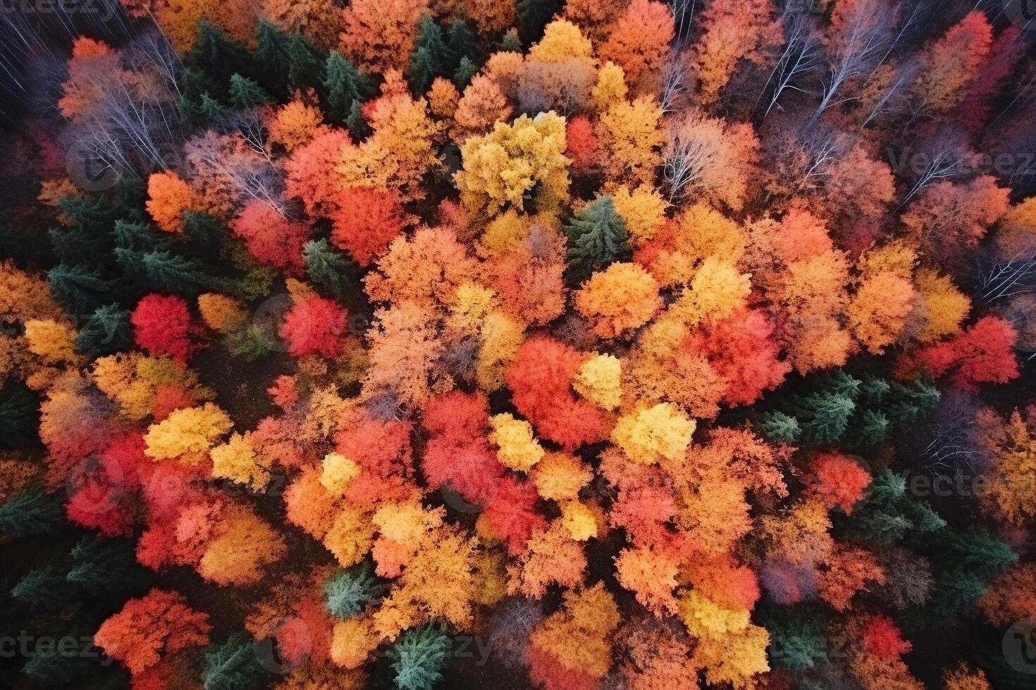 Aerial view of an enchanting autumn forest with vibrant hues of orange, red, and gold photo