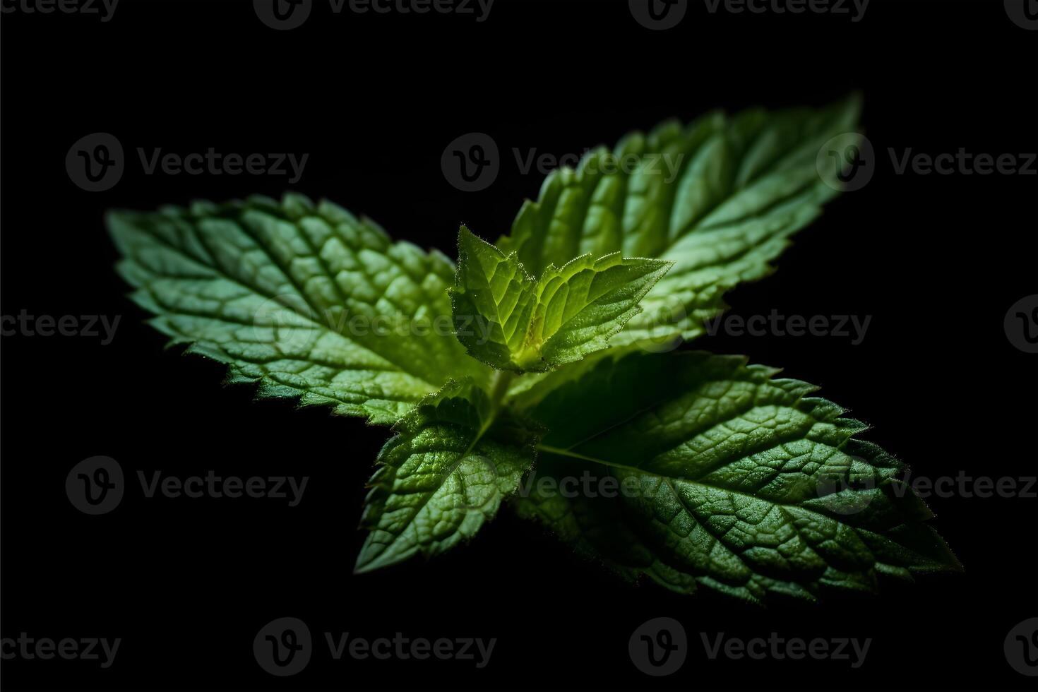 papermint leaf isolated on black background photo