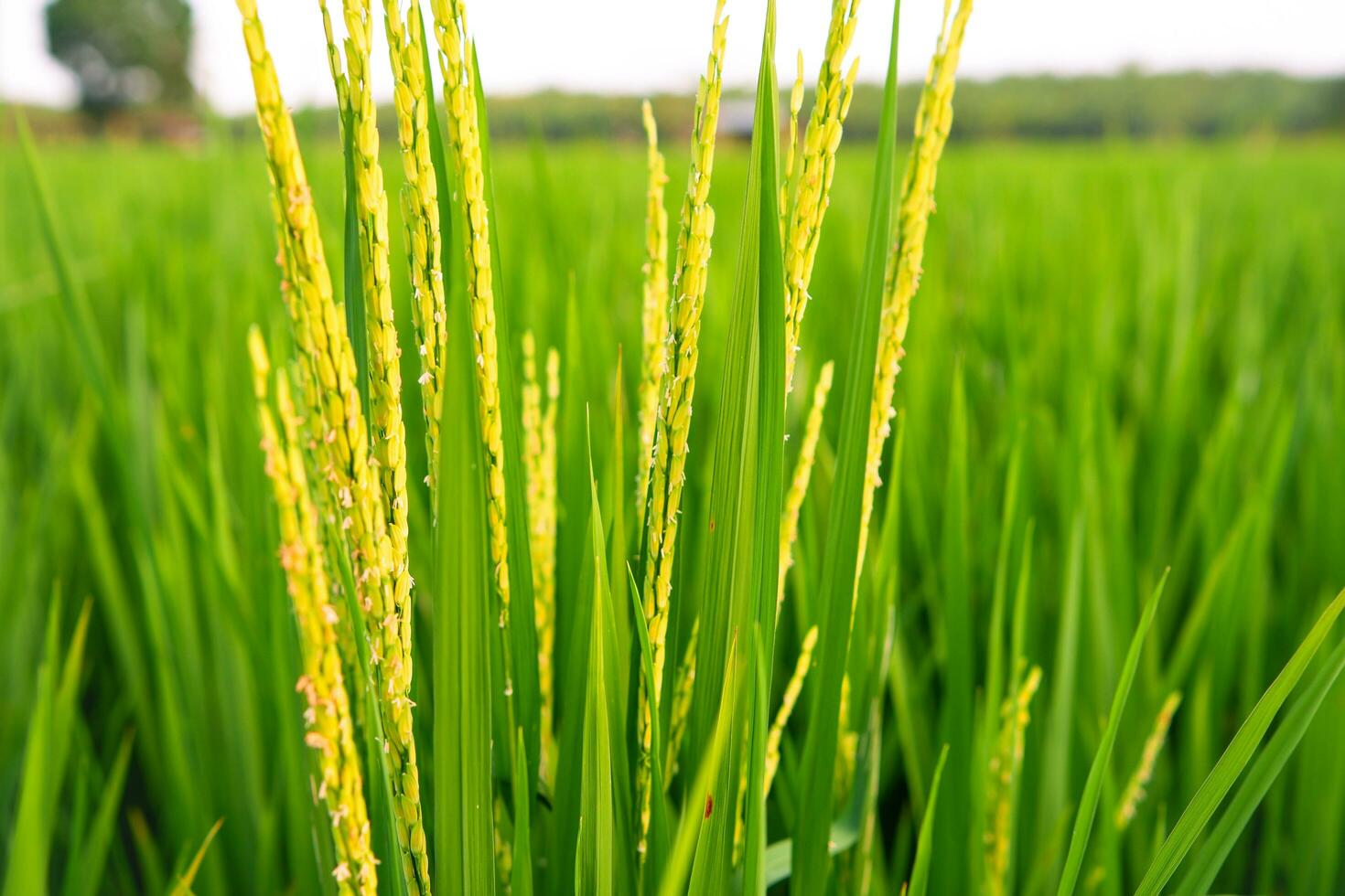 close up rice plants in rice fields with blur background photo