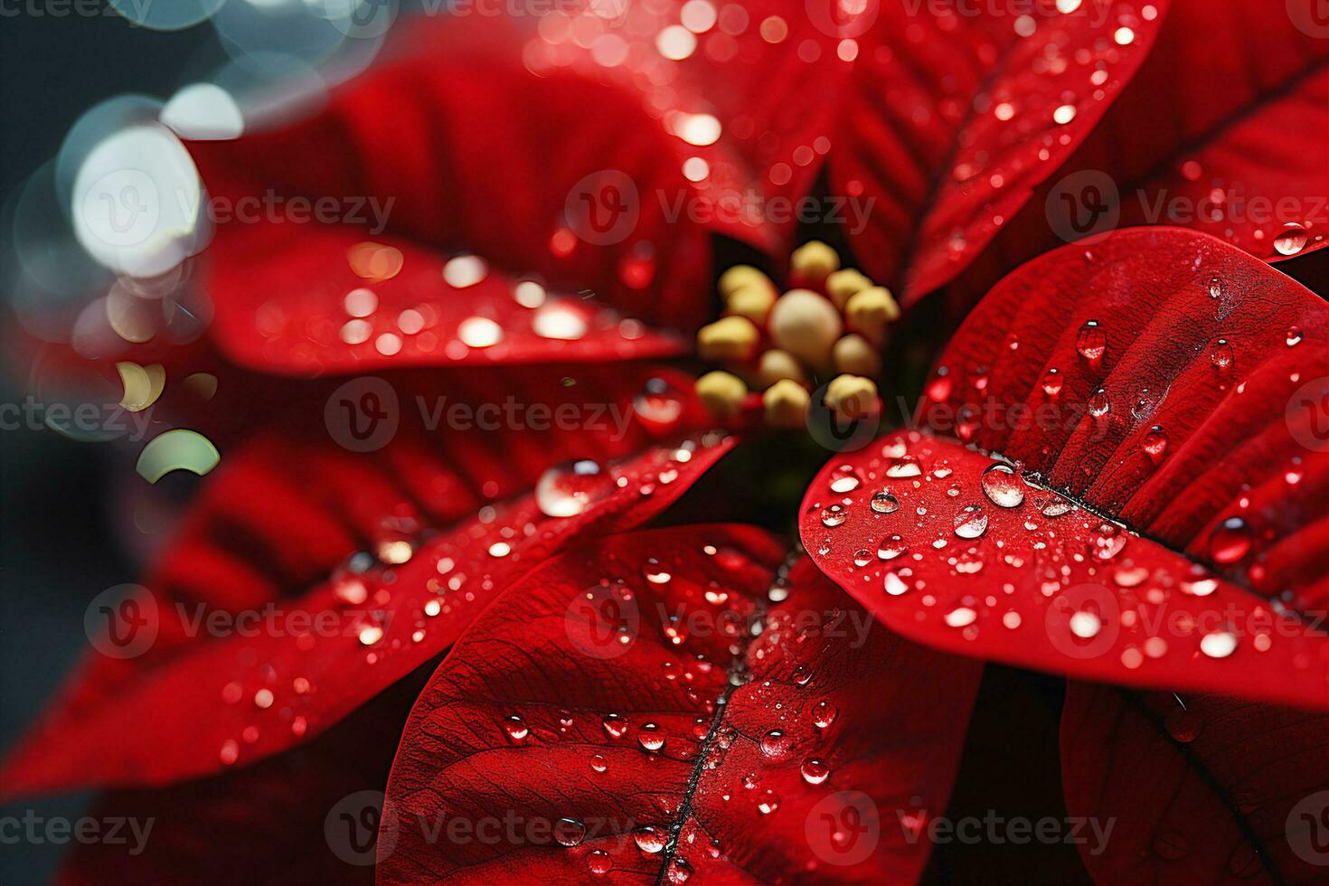 A red Christmas poinsettia flower, with water drops on it. Morning sunrise backlighting. AI Generated. photo