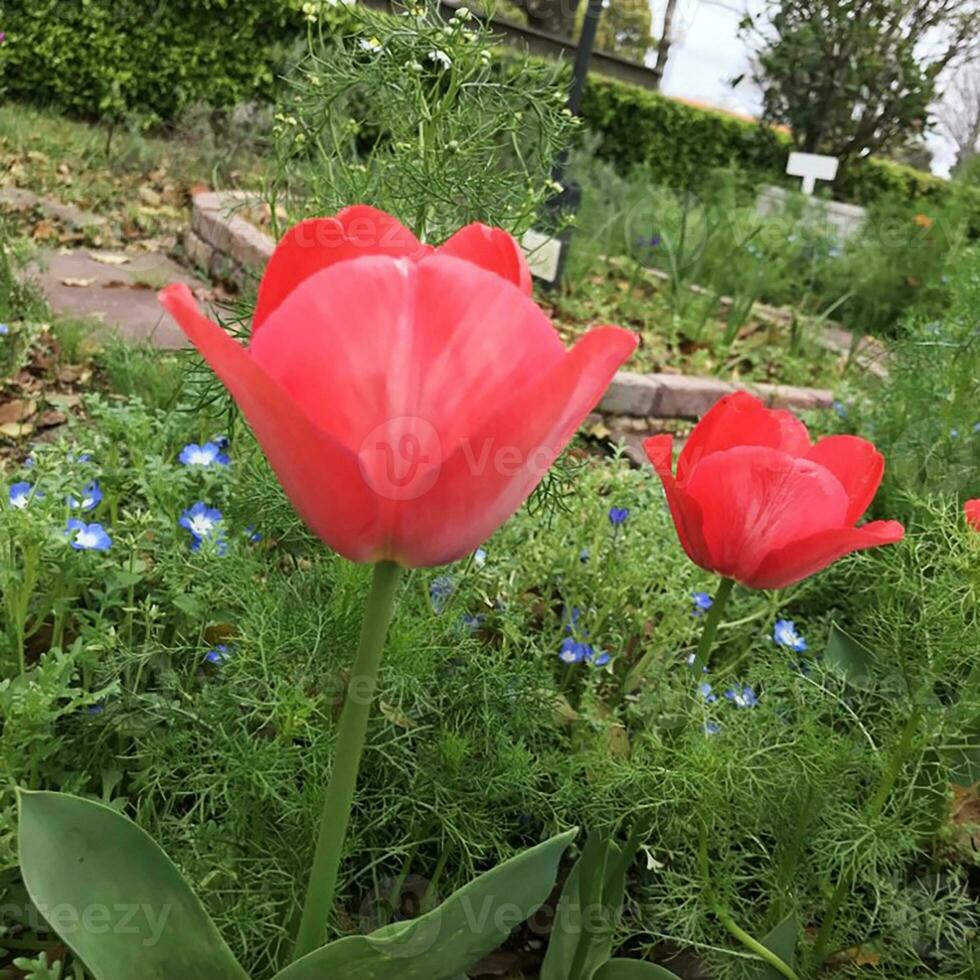 de cerca puntos de vista de un hermoso coloreado natural flores en el botánica jardín. foto