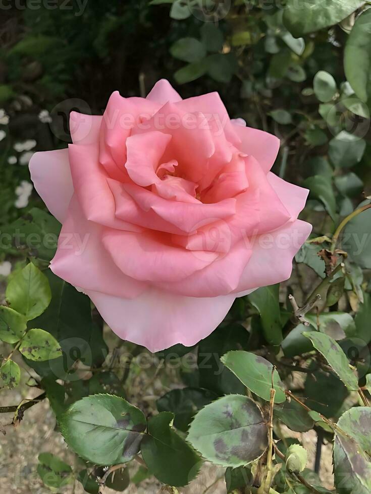 ver de un de cerca coloreado flores planta foto