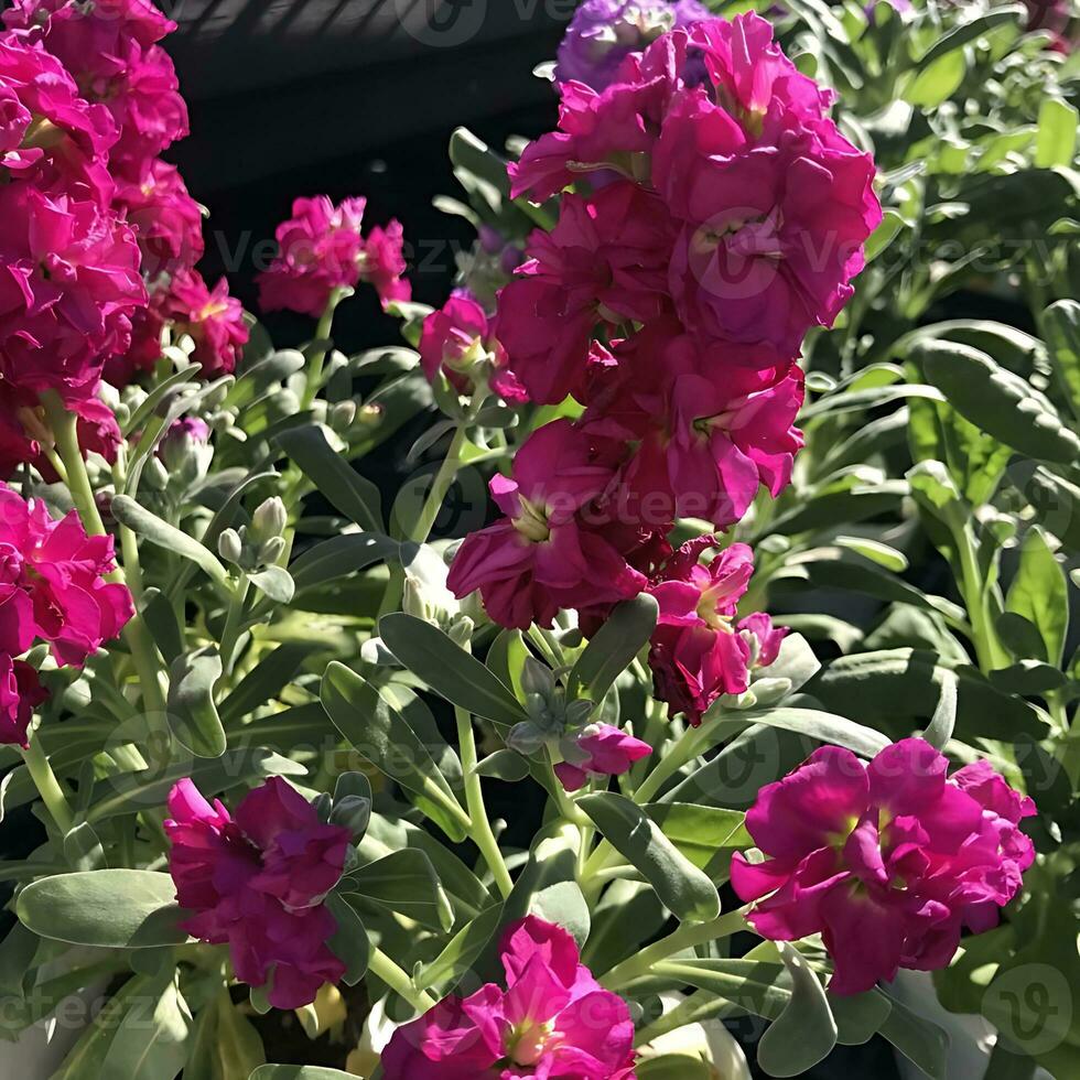 ver de un de cerca coloreado flores planta foto