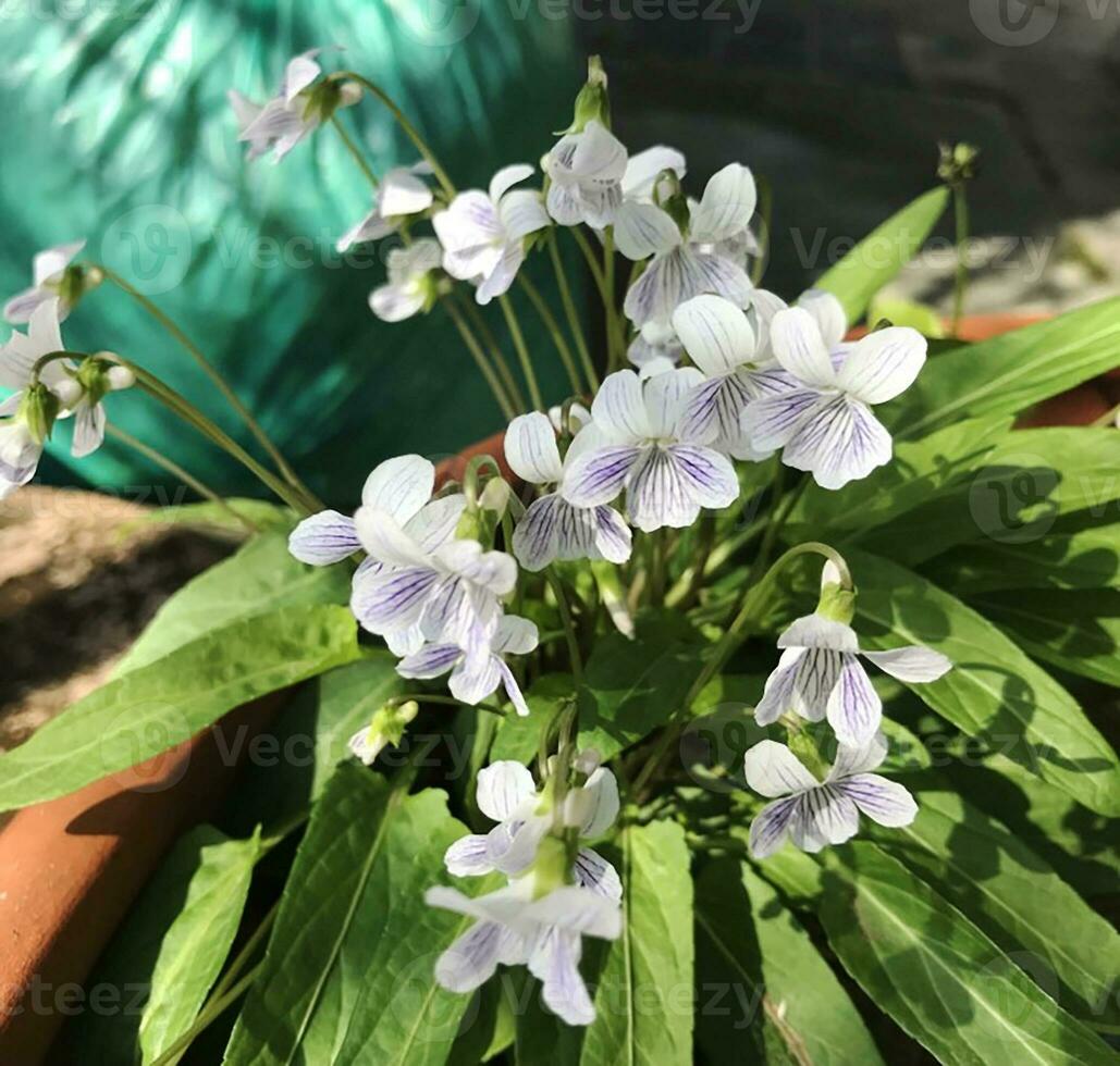 de cerca puntos de vista de un hermoso coloreado natural flores en el botánica jardín. foto