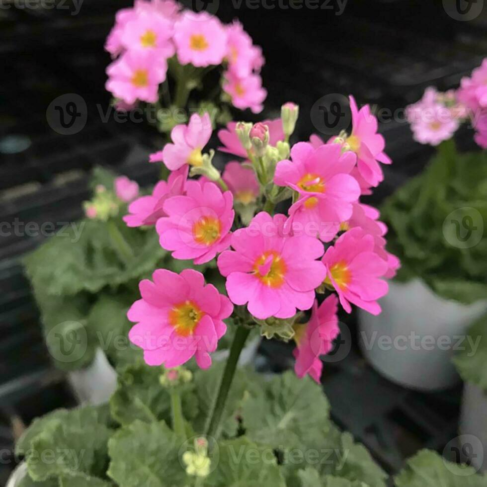 de cerca puntos de vista de un hermoso coloreado natural flores en el botánica jardín. foto