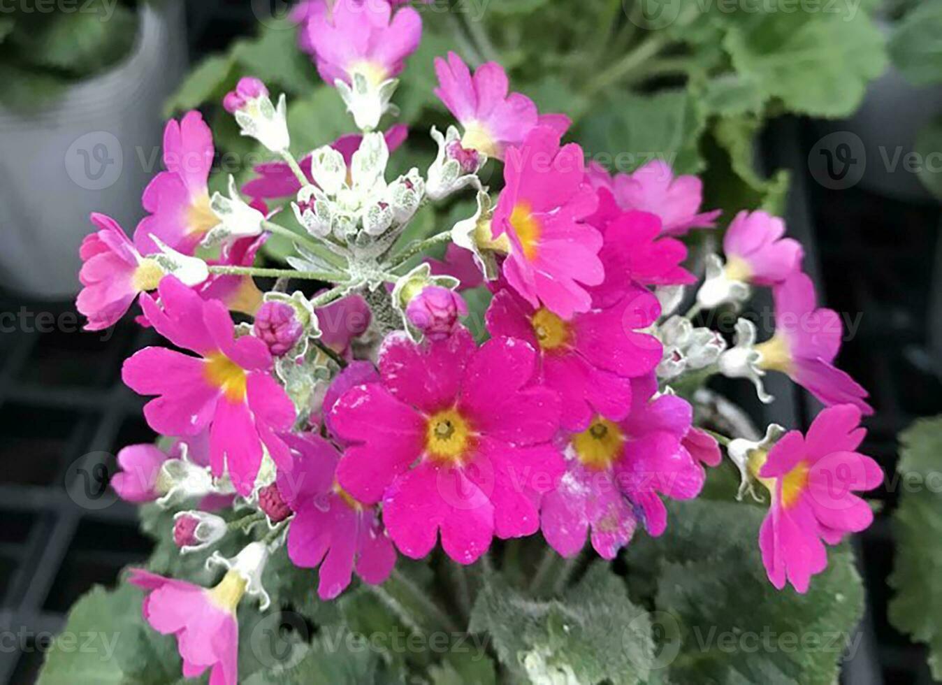 Close-up views of a beautyfull  colorized natural flowers in  the botany garden. photo