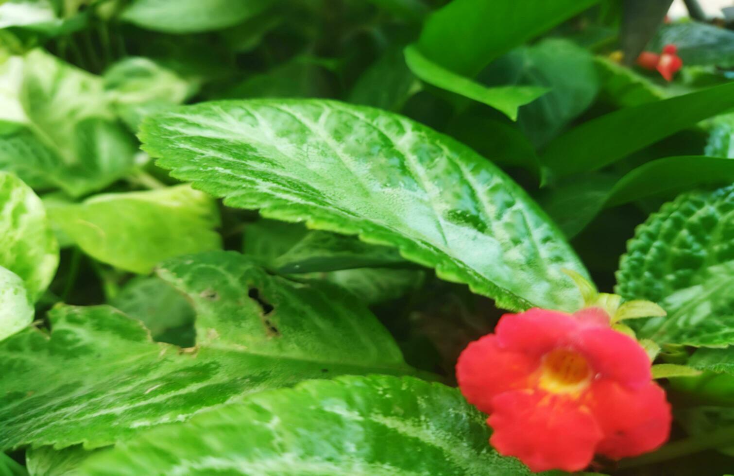 Natural fresh green leaves with Episcia Cupreata flowers bloom on trees with dense leaves. The color of the petals is red photo