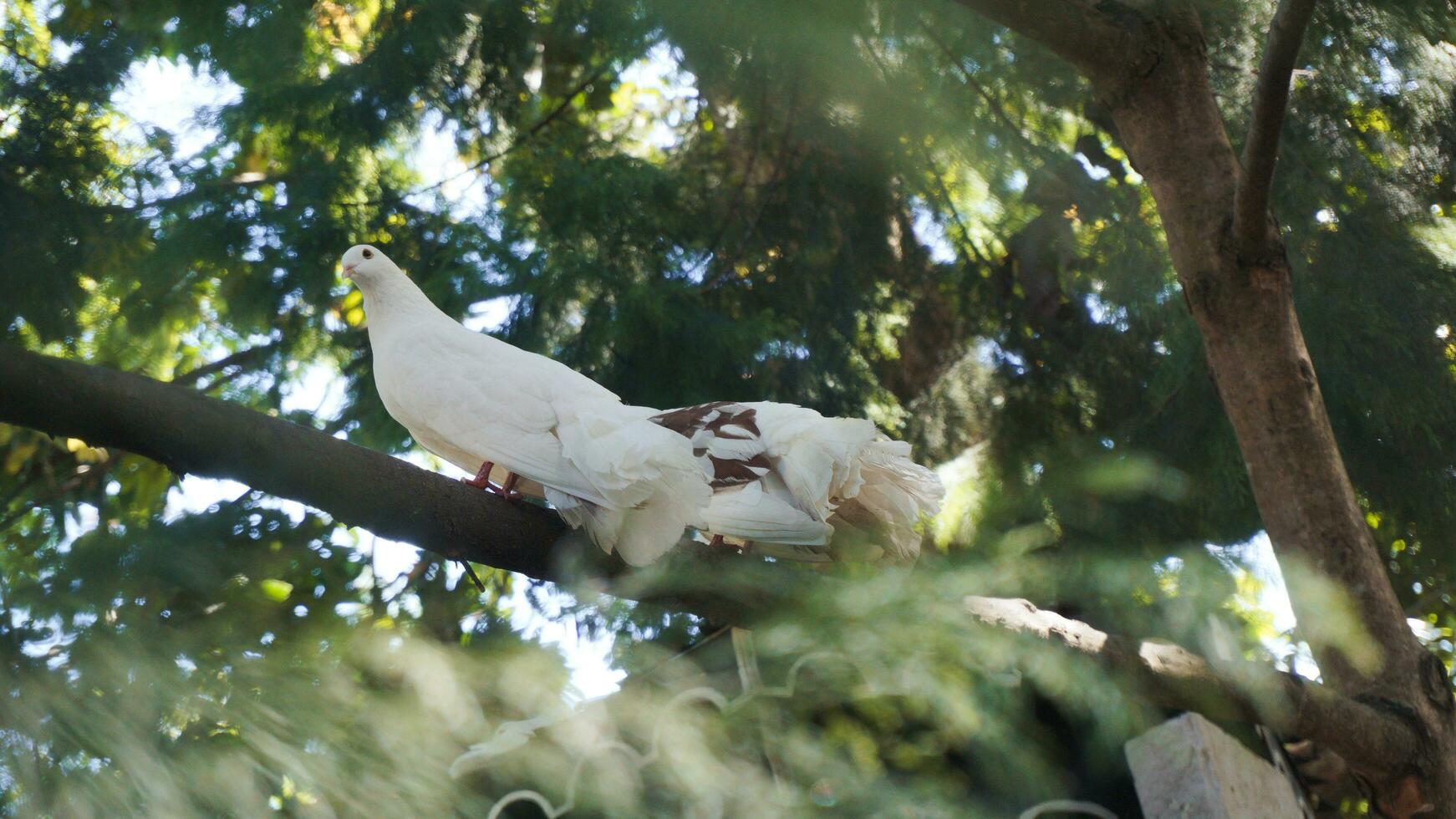 White dove perched on a tree branch. photo