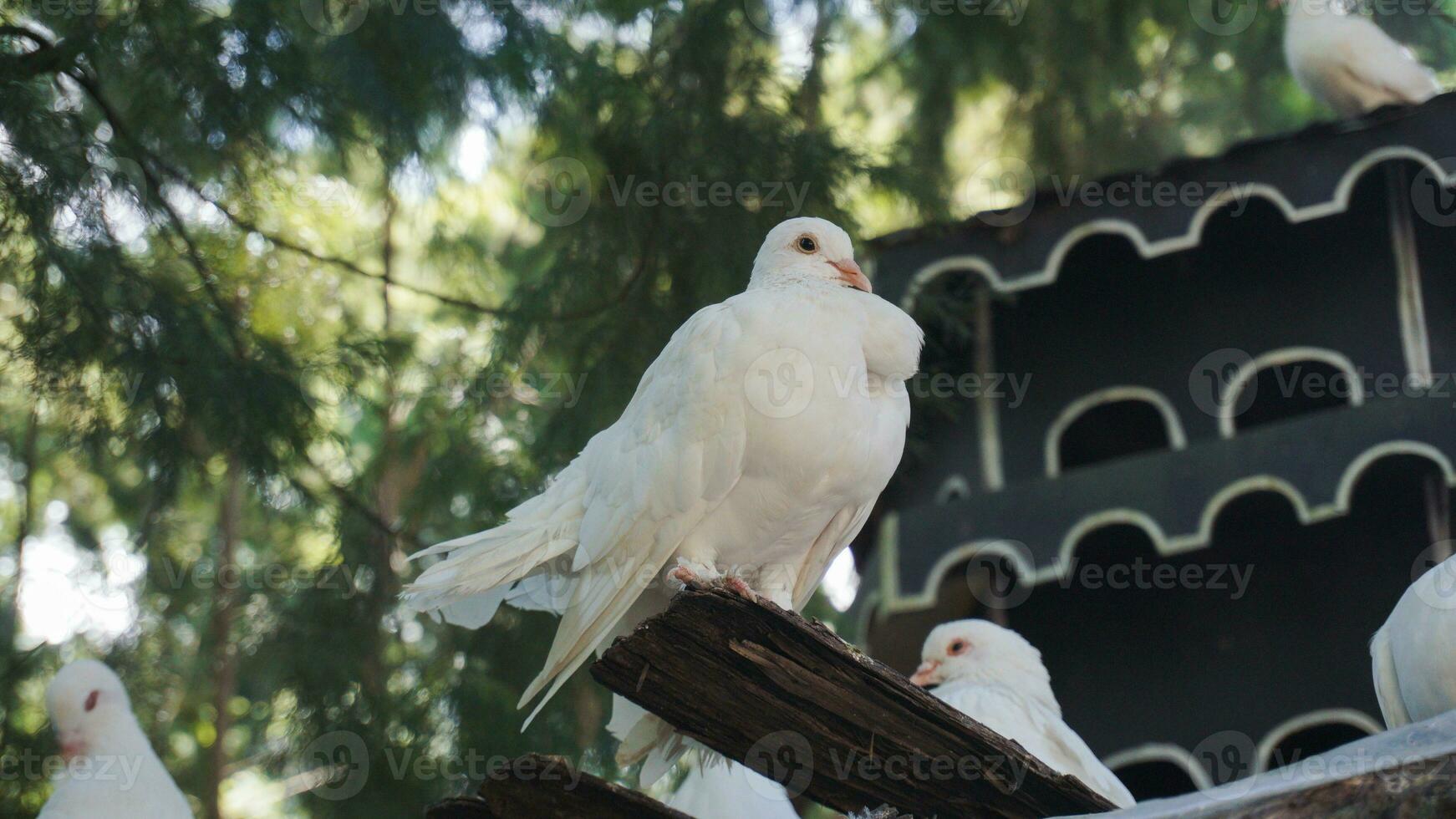 White dove on a tree branch in a bird sanctuary. photo