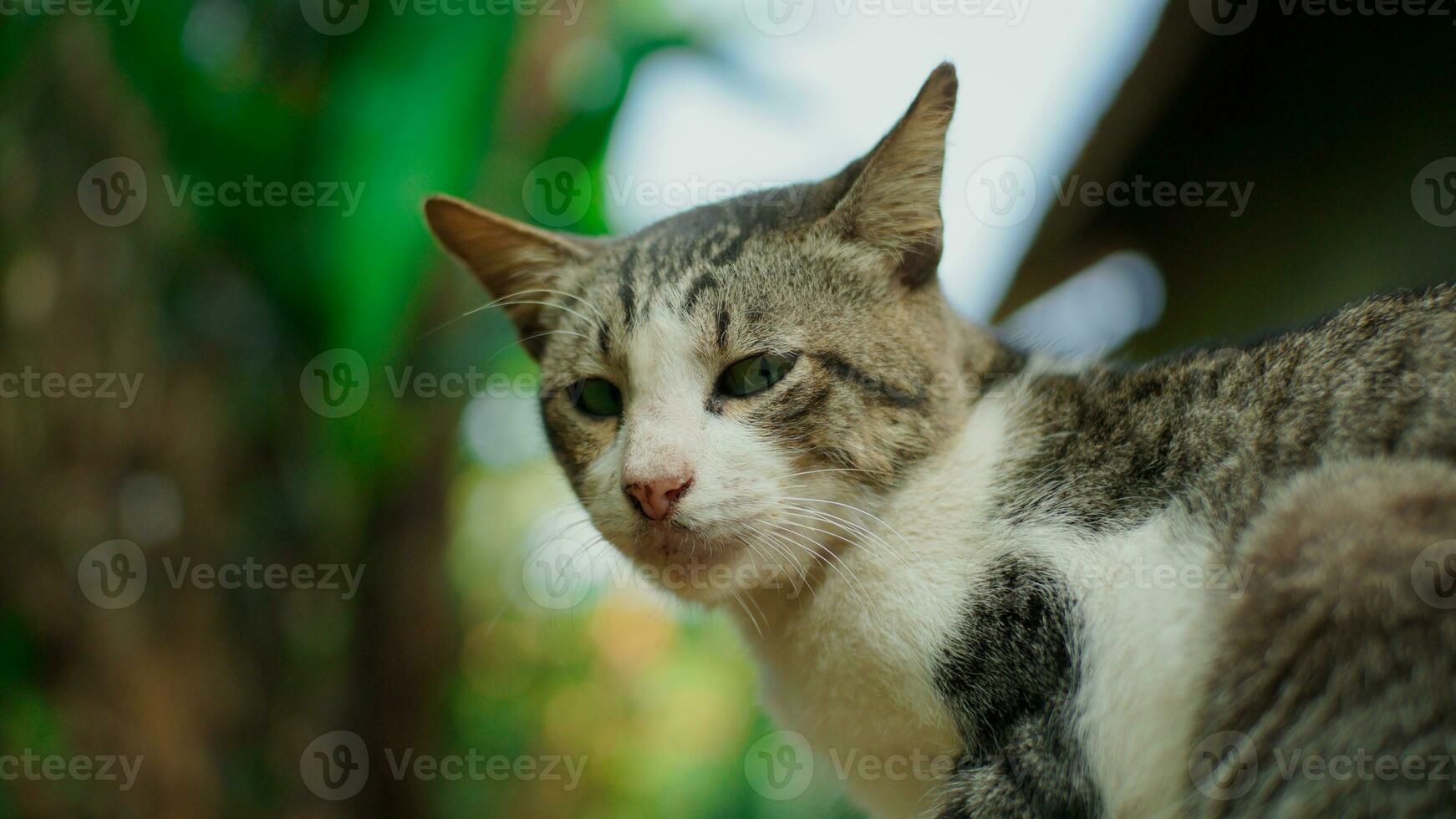 Close-up photo of cat looking away against blurred garden background.