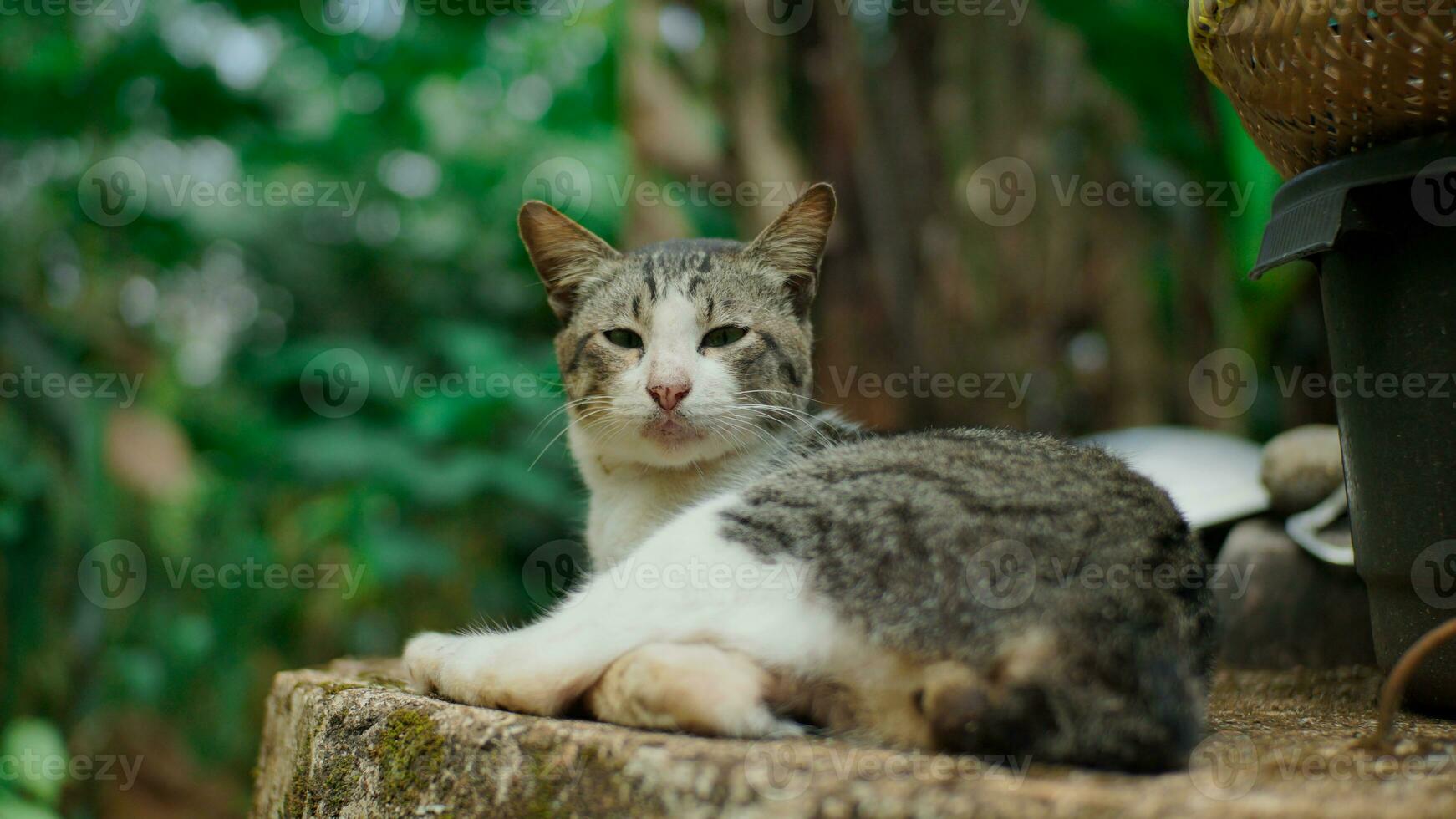 A sleeping cat wakes up when called and looks at the camera. photo