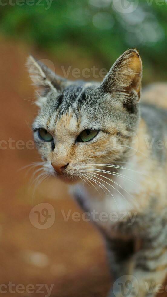 Portrait of a cat with green eyes on a blurred natural background. photo