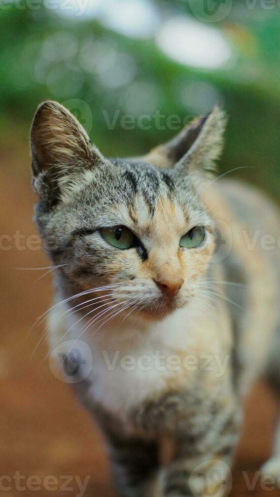 Portrait of a cat with green eyes on the background of nature. photo