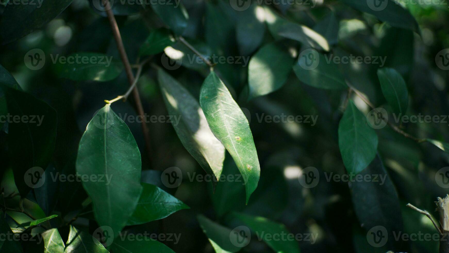 Background of green leaves in the forest at morning with selective focus. photo