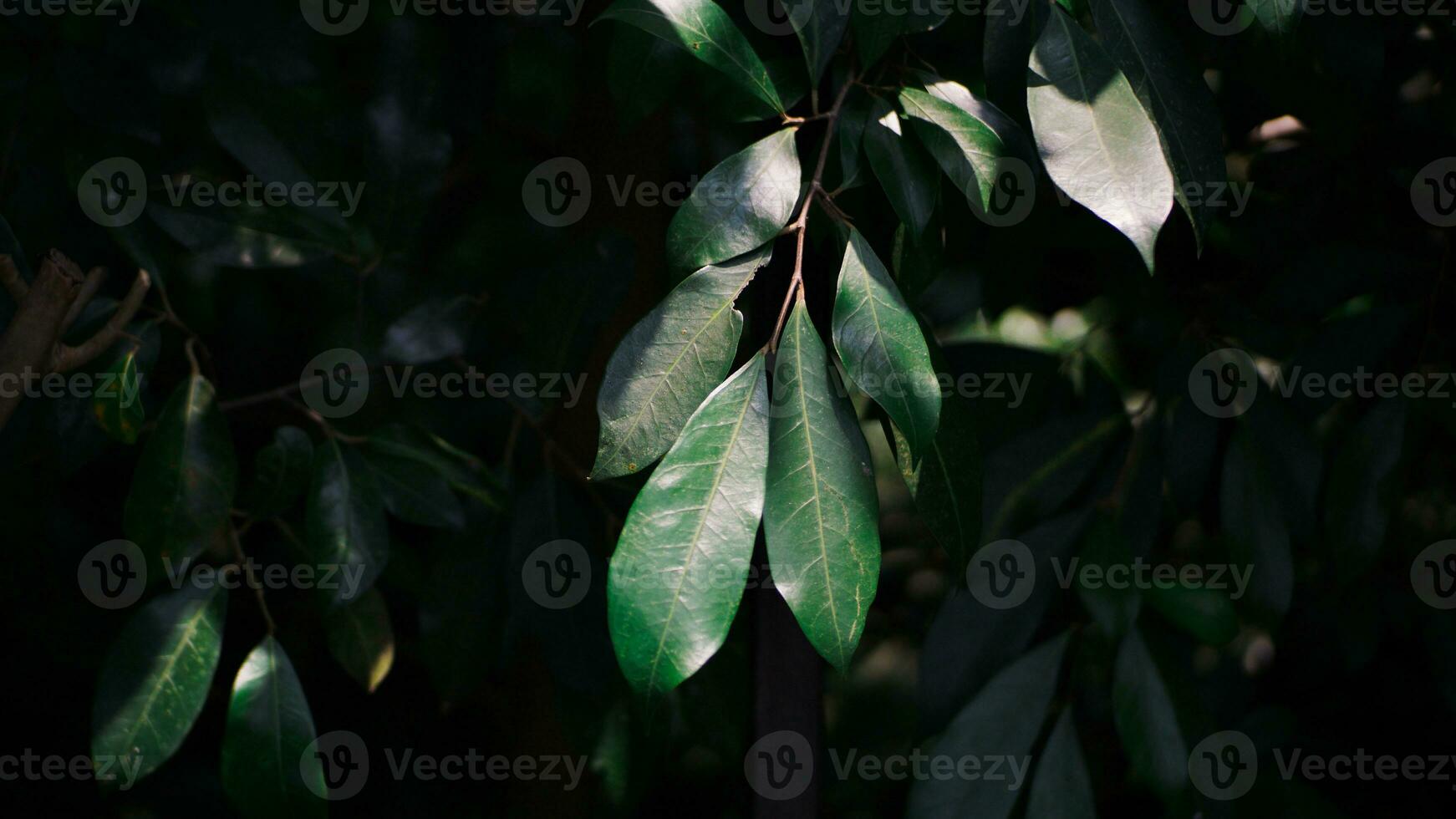 Green leaves exposed to morning sunlight on dark background with selective focus. photo