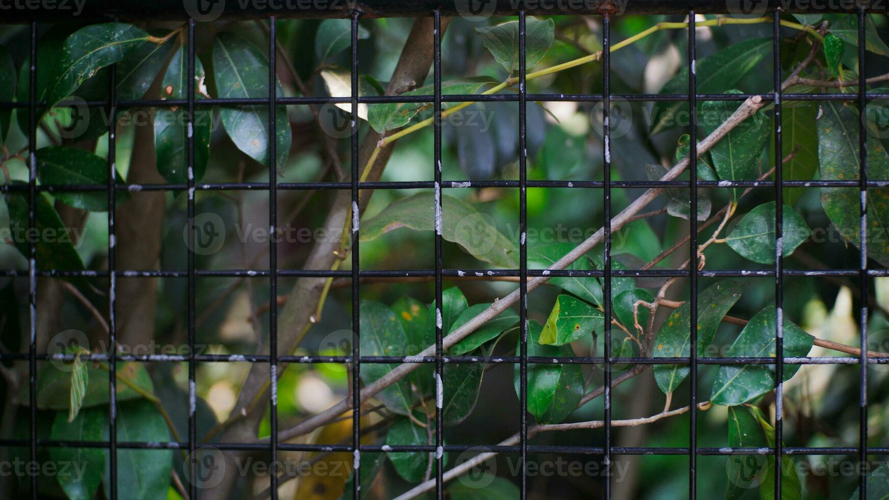 Green leaves behind iron net fence in the morning. The barrier between wild forests and tourist attractions. photo