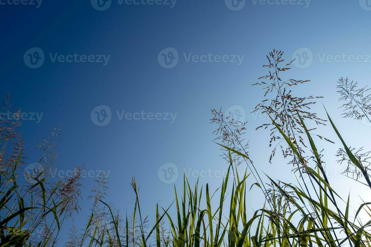 Phragmites karka grass flowers in the bright sunlight and fluffy clouds in blue sky photo