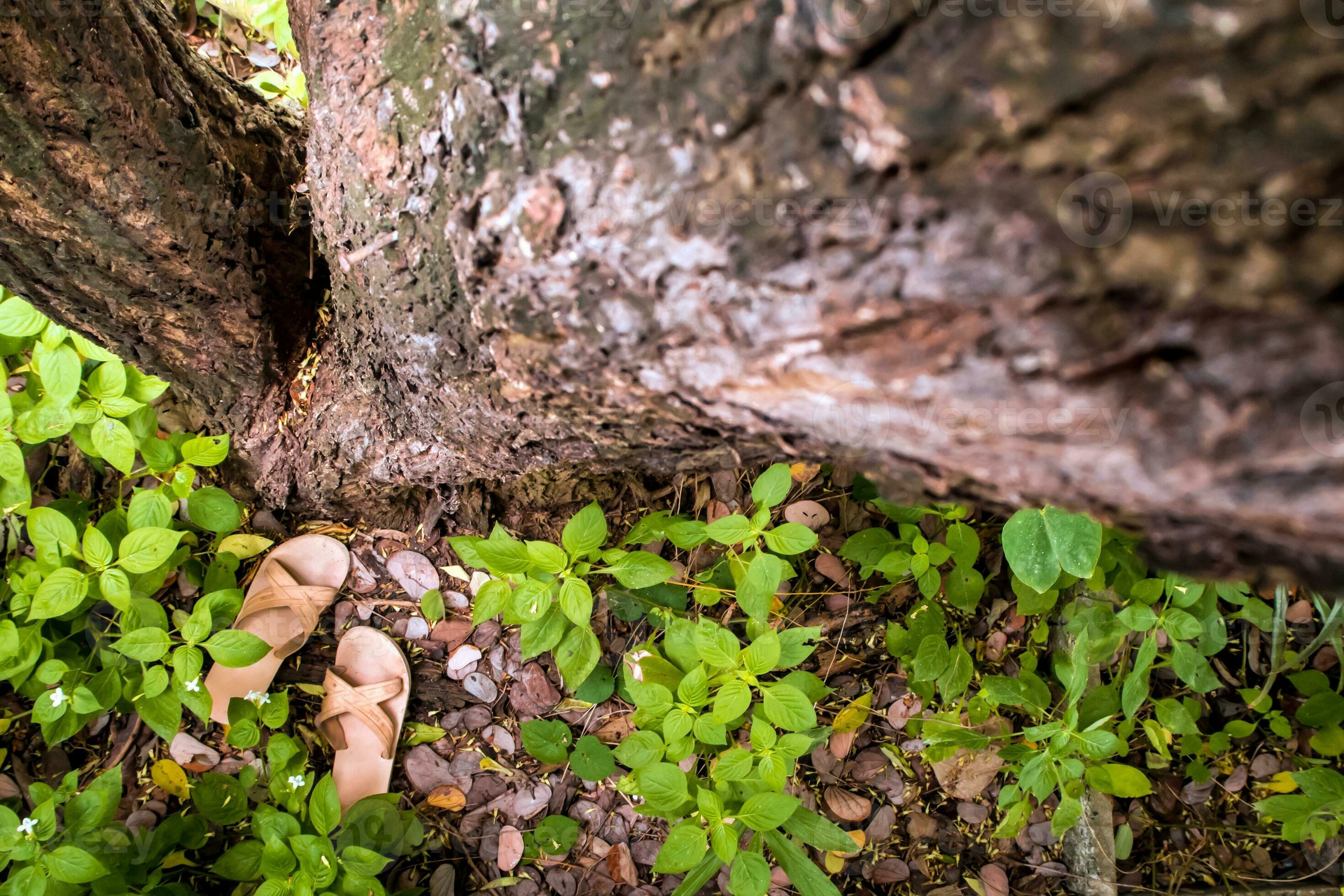 The slipper of a child on tree 28791205 Stock Photo at Vecteezy