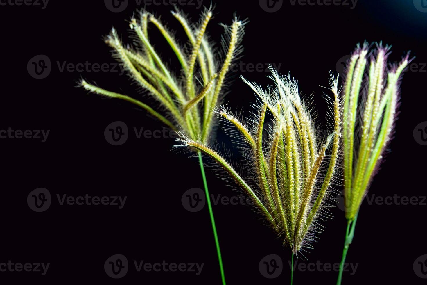 flor de hierba de dedo tragado foto