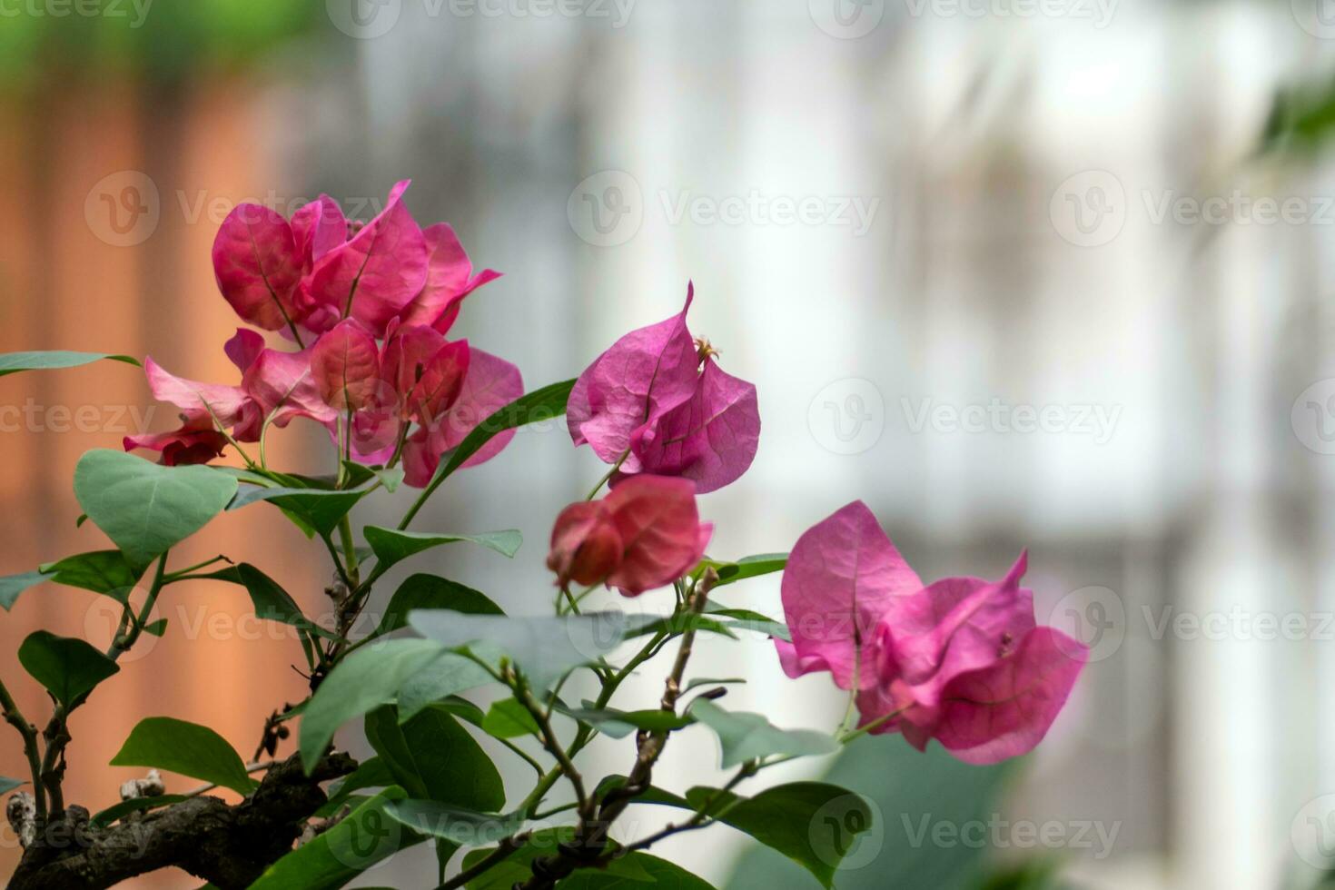 The Bougainvillea pink flower in the garden photo