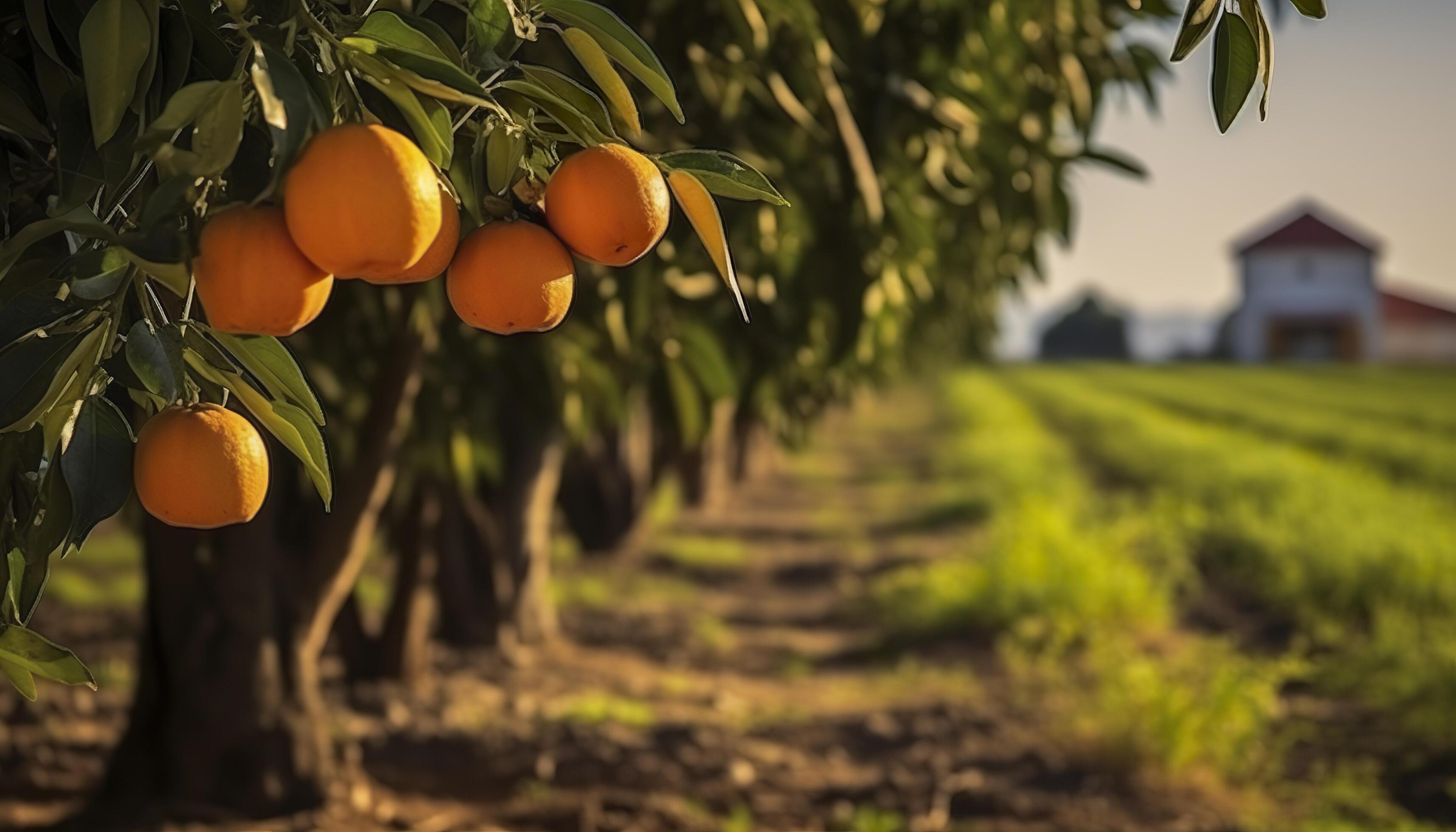 An orange tree is in the foreground with a farm field background