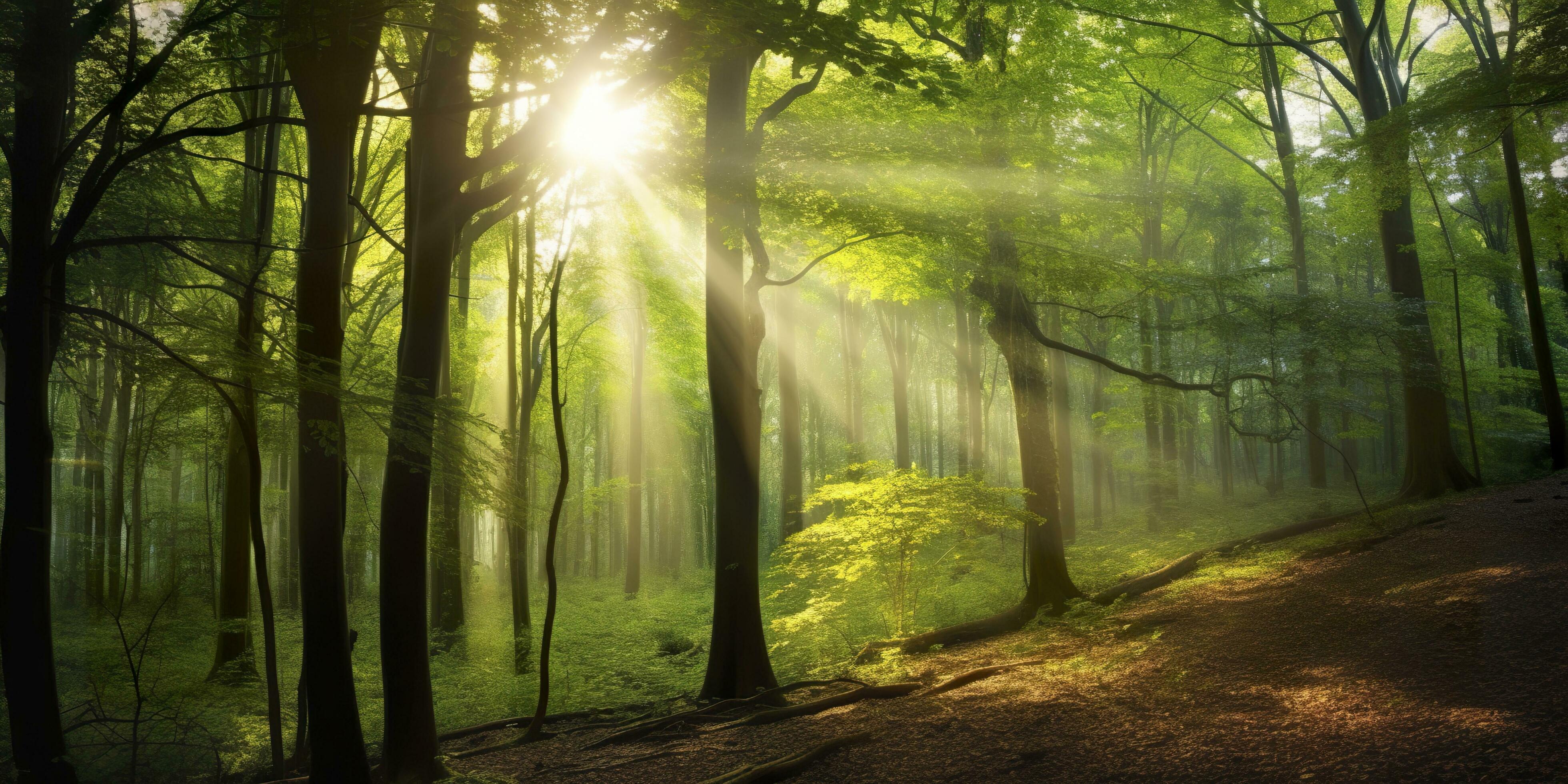 Beautiful rays of sunlight in a green forest. Generative AI 28793334 ...