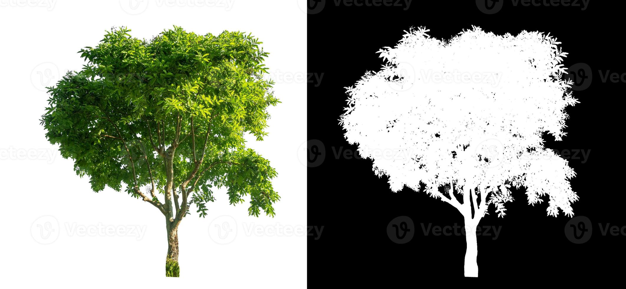 soltero árbol en blanco antecedentes con recorte camino y alfa canal en negro antecedentes. foto