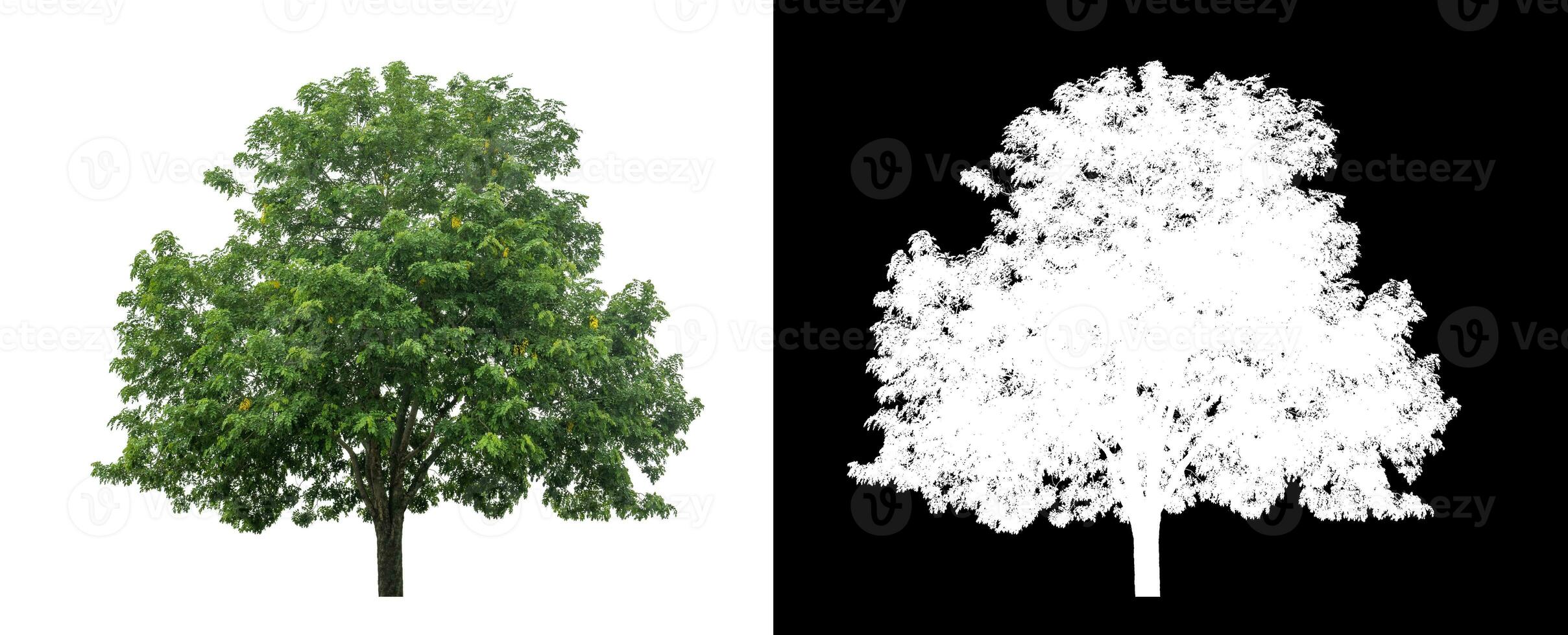 single tree on white background with clipping path and alpha channel on black background. photo