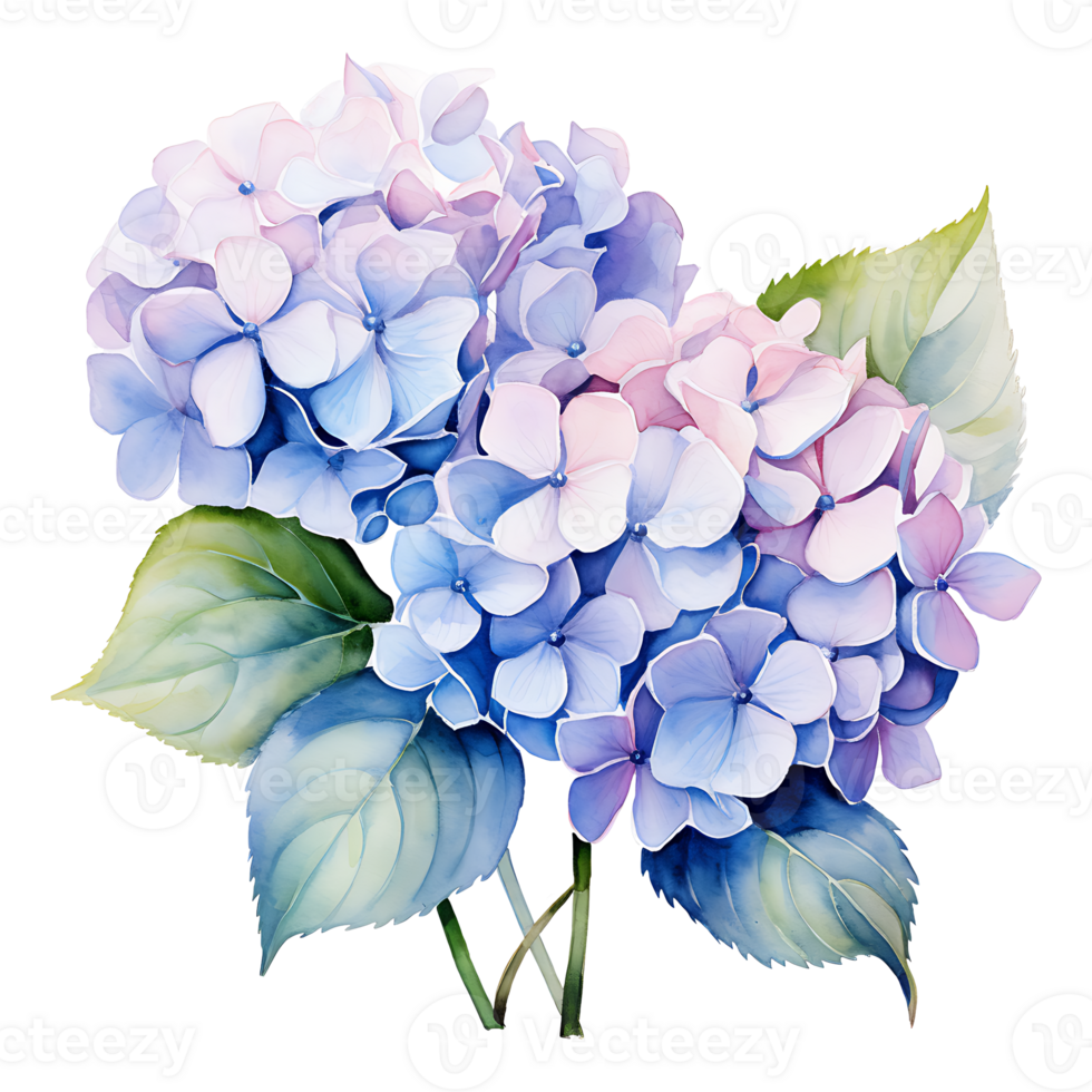 Watercolor hydrangea flowers isolated on transparent background. hydrangea flower png ai generated