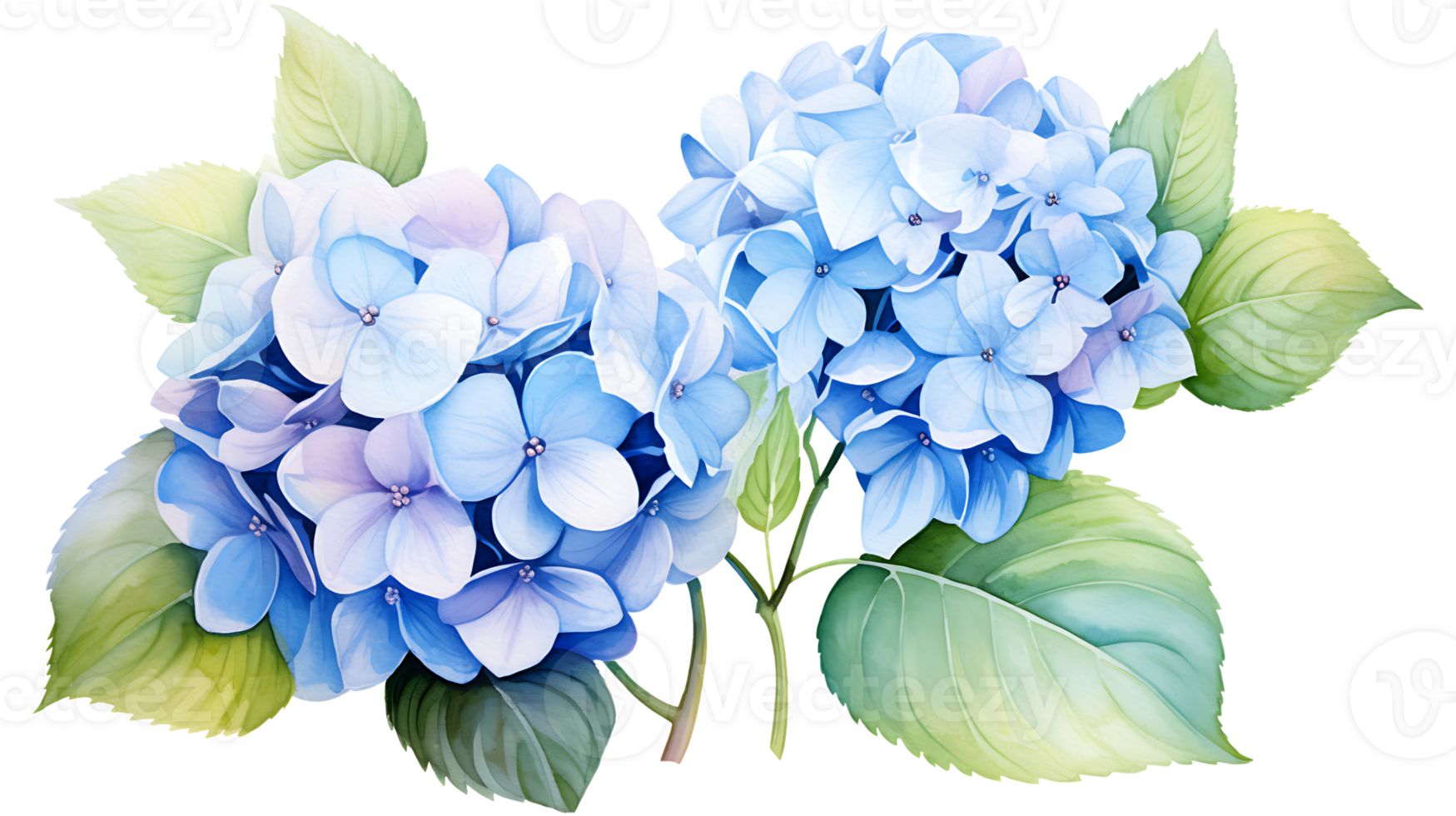 Watercolor hydrangea flowers isolated on transparent background. hydrangea flower png ai generated