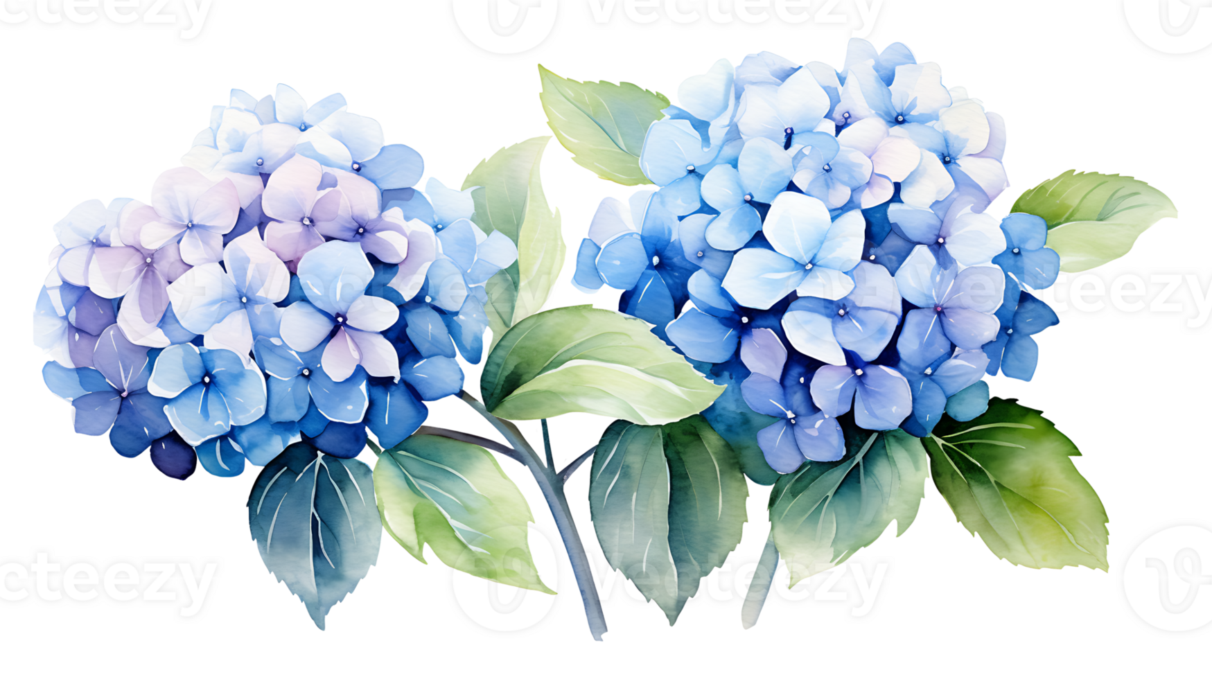 Watercolor hydrangea flowers isolated on transparent background. hydrangea flower png ai generated