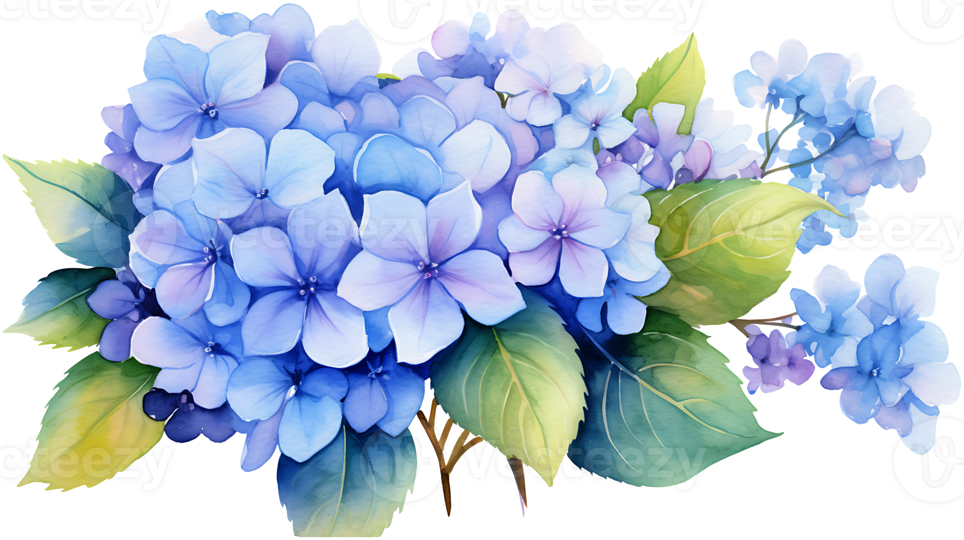 Watercolor hydrangea flowers isolated on transparent background