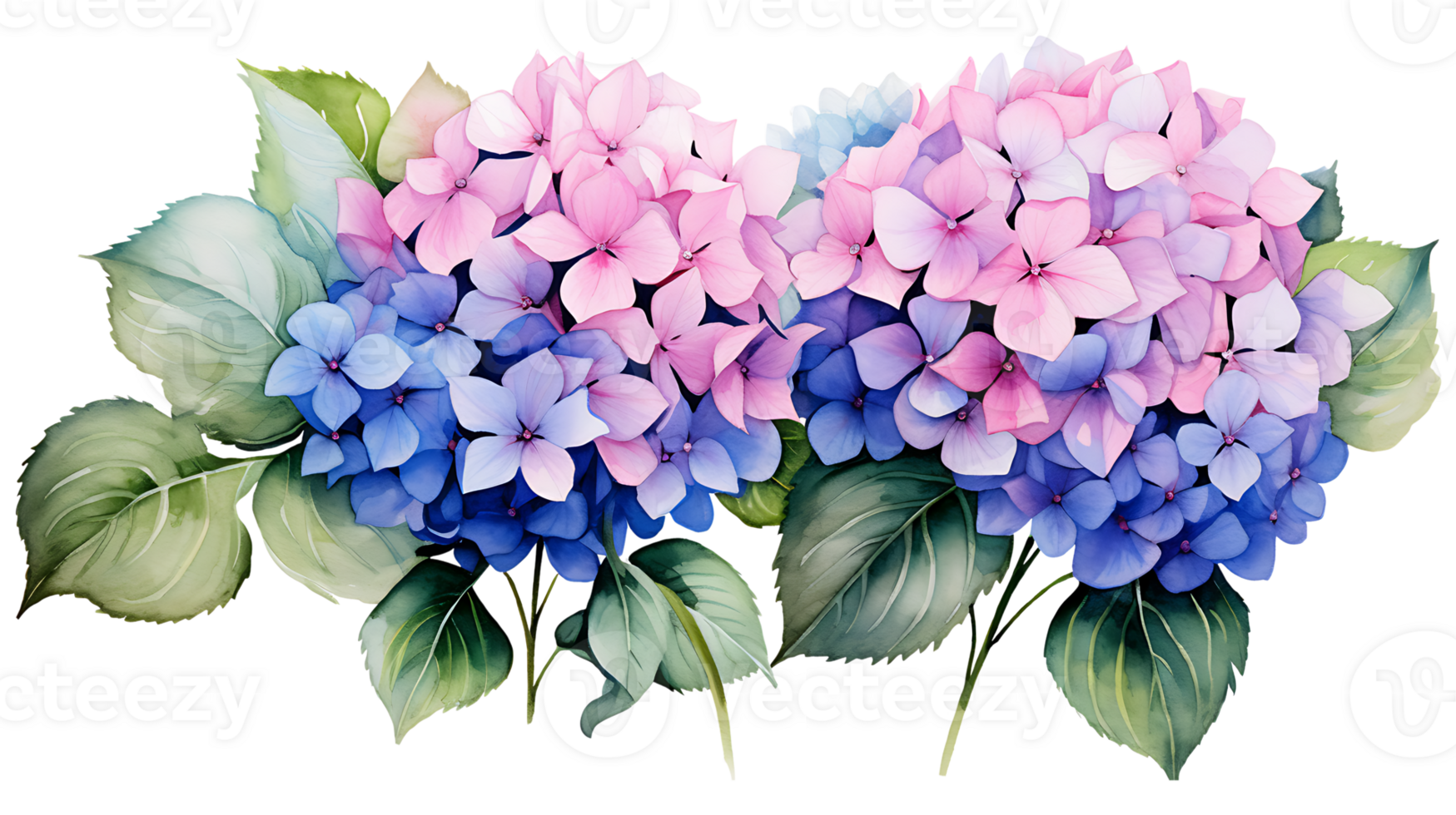 Watercolor hydrangea flowers isolated on transparent background. hydrangea flower png ai generated