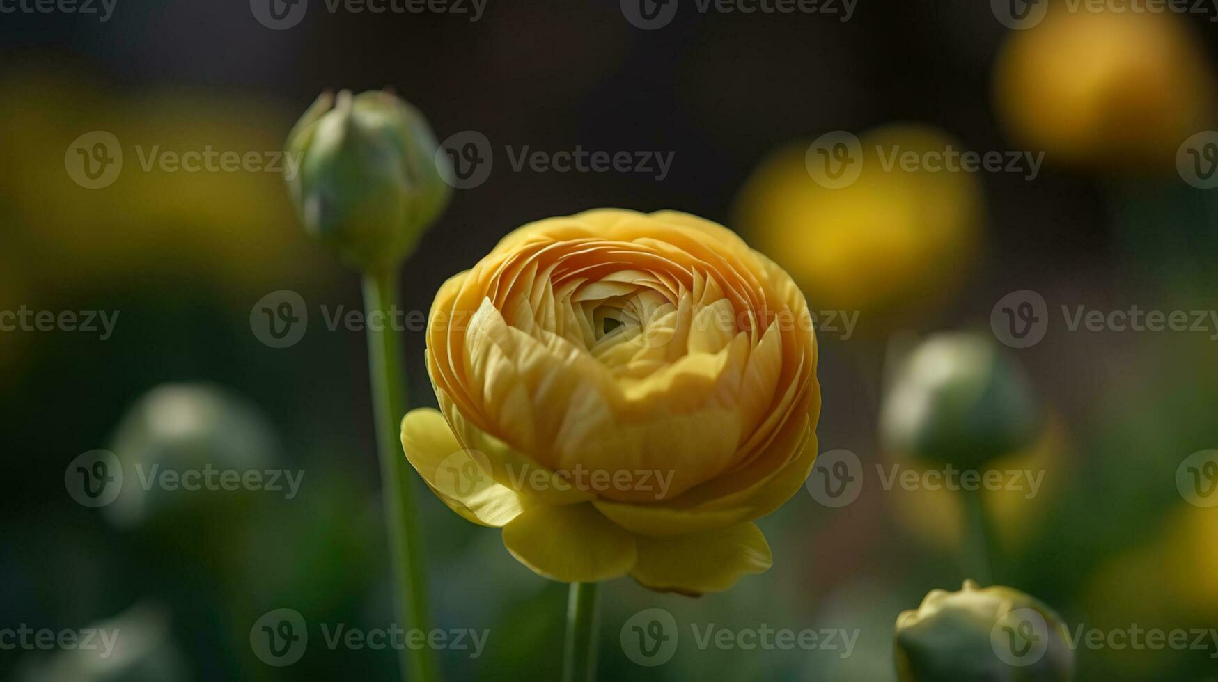 A beautiful blossoming ranunculus bud in the field. Persian buttercup flower farm at springtime blooming season. AI Generative photo