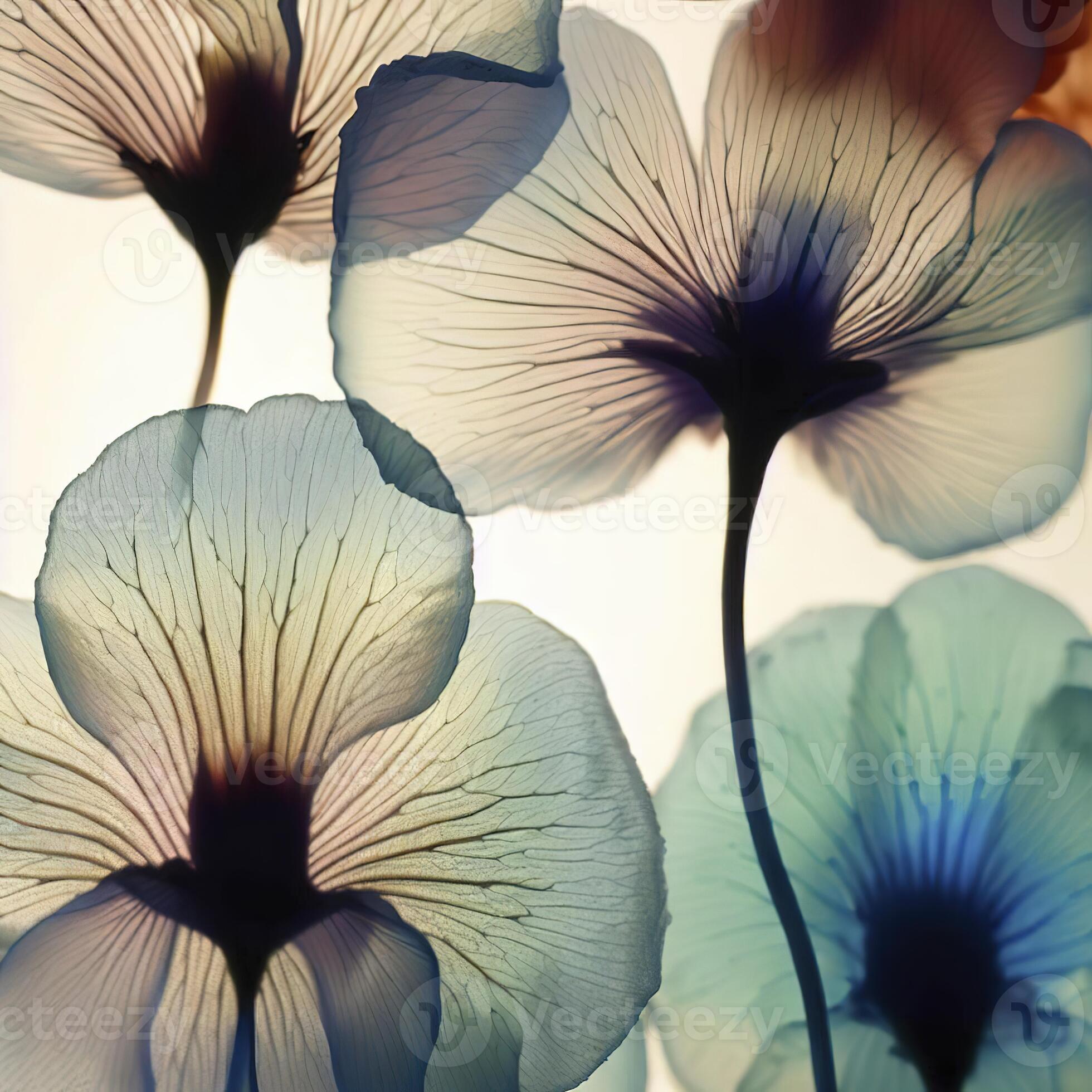 Translucent Flowers A National