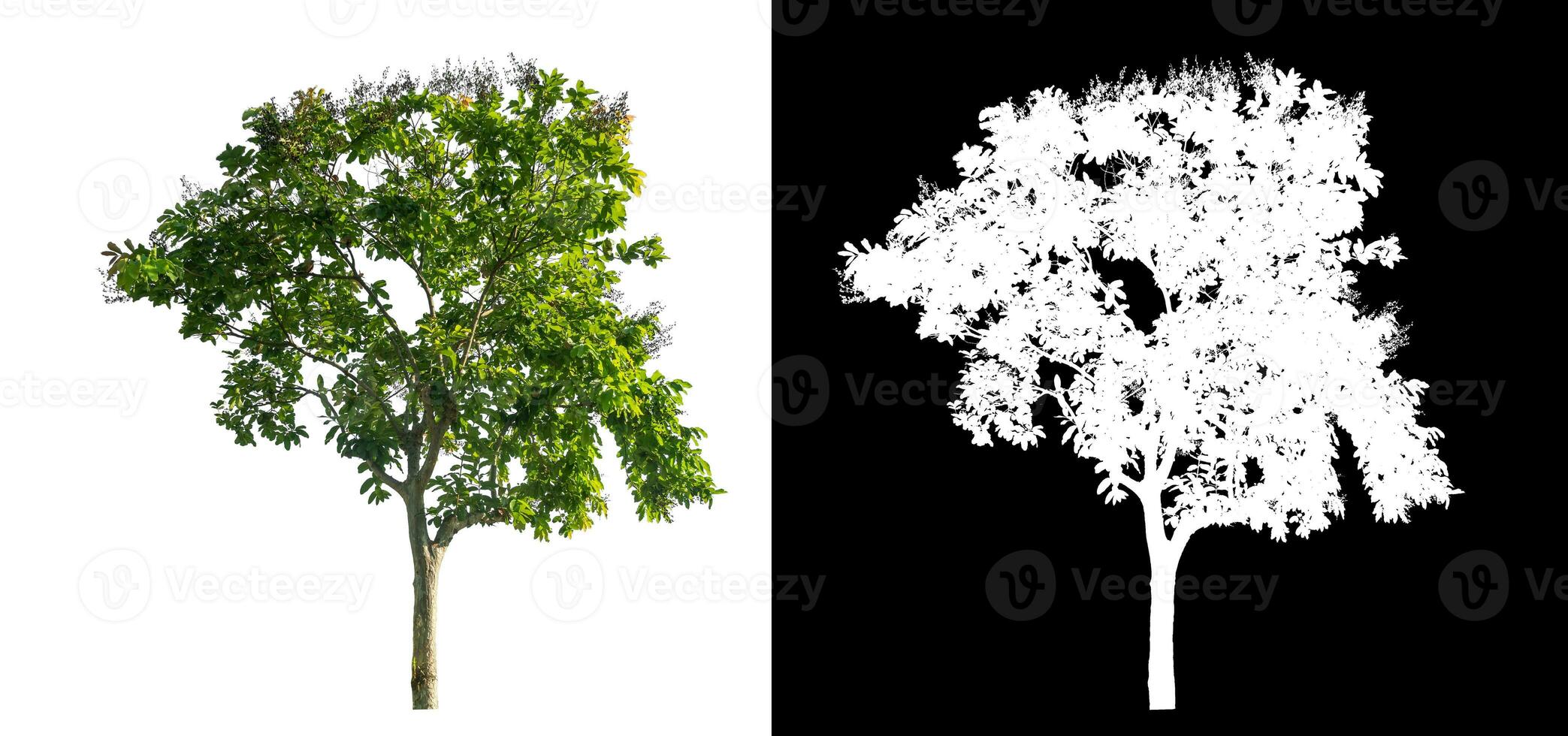 single tree on white background with clipping path and alpha channel on black background. photo