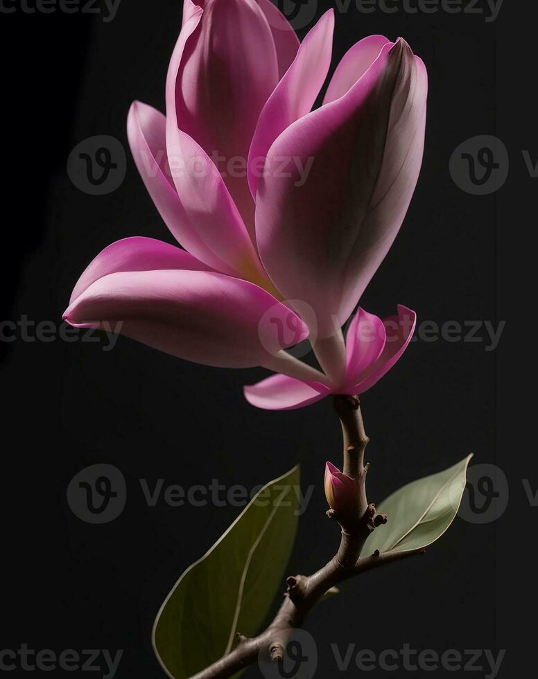 magnolia. Realistic pink flower isolated on black background AI generated photo