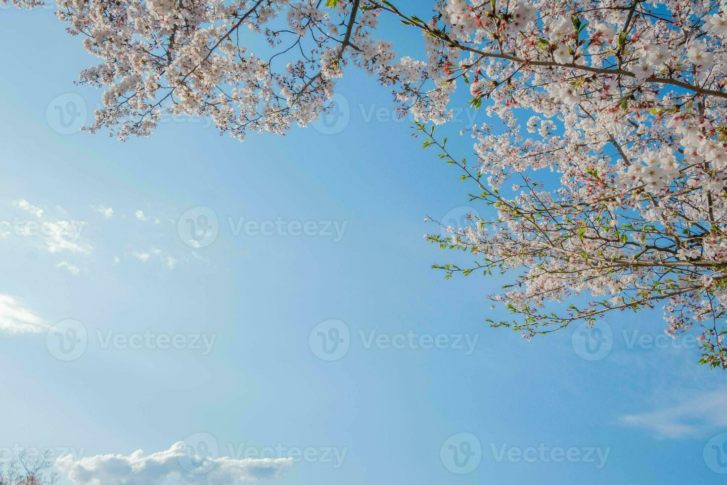 Beauty blooming blossom cherry pink sakura flower in the bright blue sky with cloud in spring and summer, nature pretty fresh floral petal plant with blue background on outdoor sunlight sunny day photo