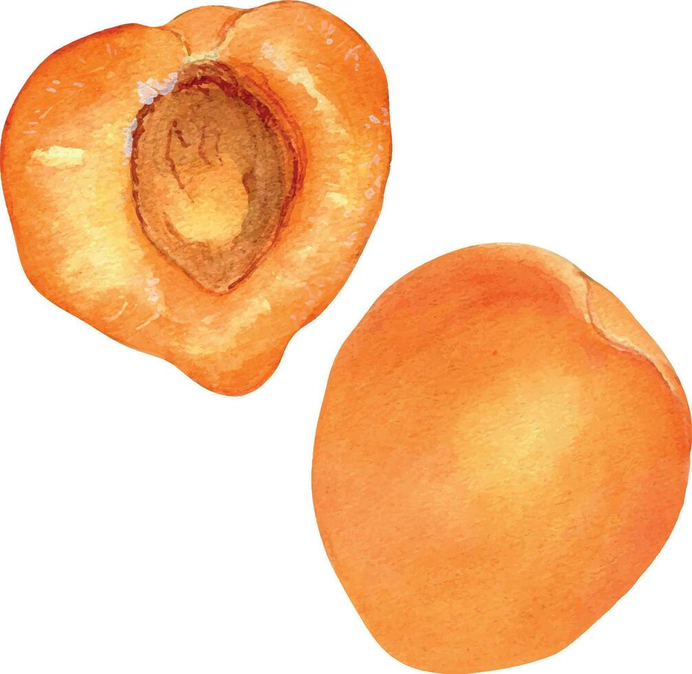 Whole and sliced apricots, yellow fruit half isolated, waterco vector